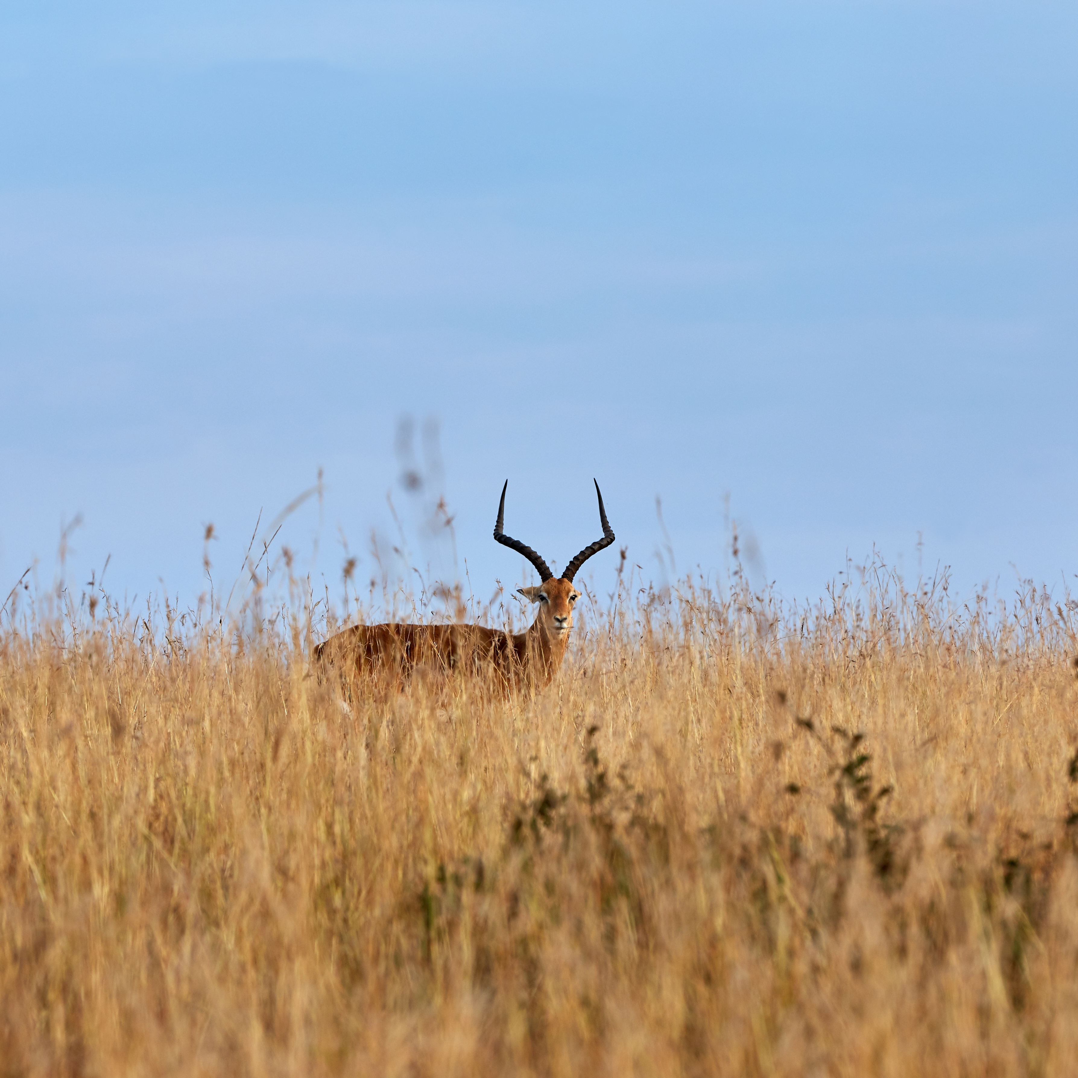 Guardian of the Golden Plains #11