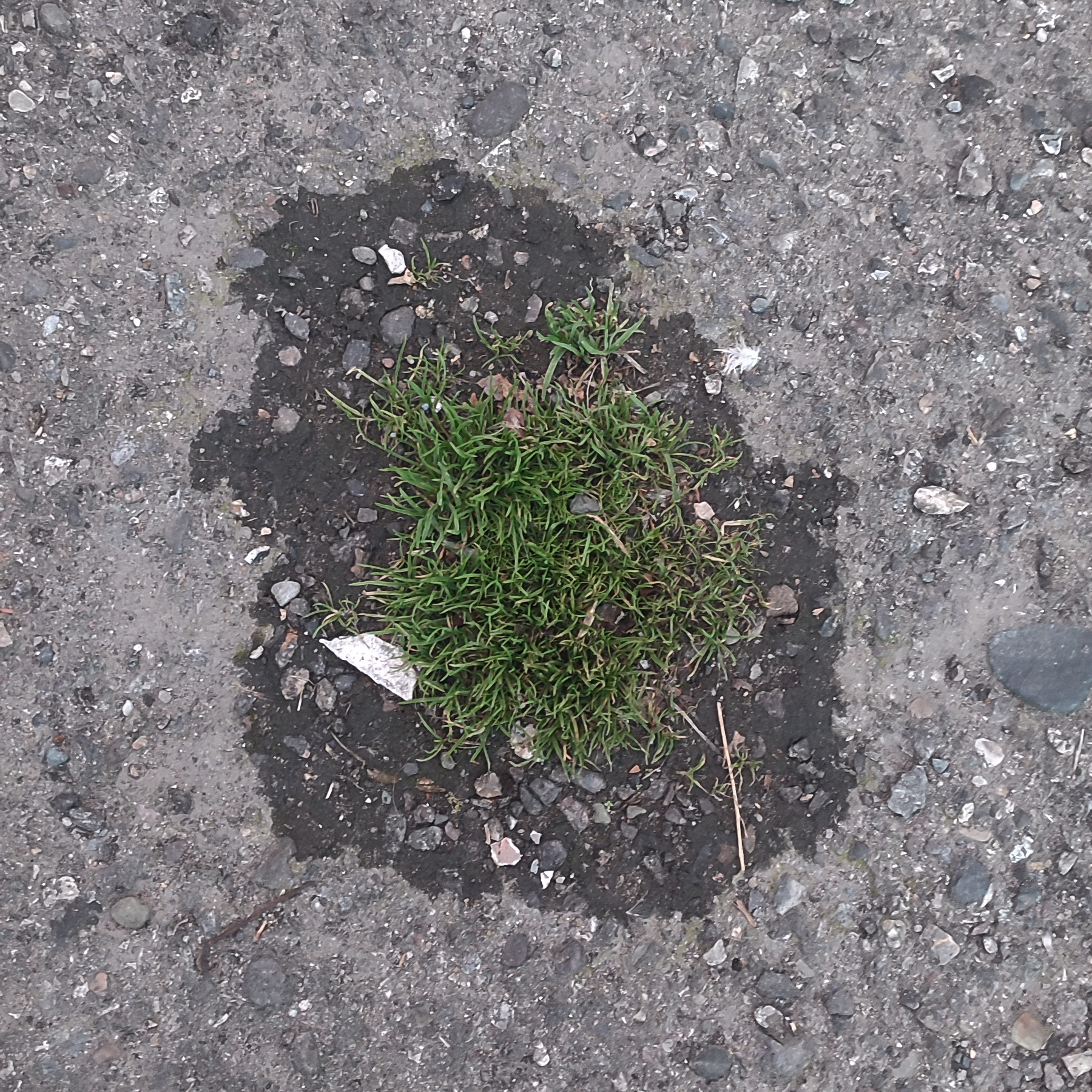 Asphalt