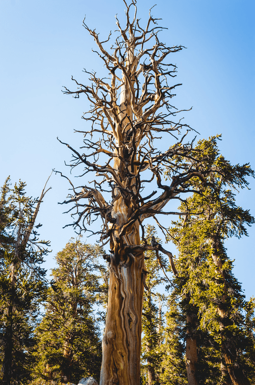 Kings Canyons - 14