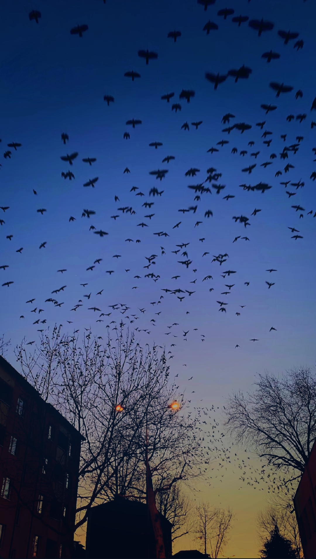 As free as bird..