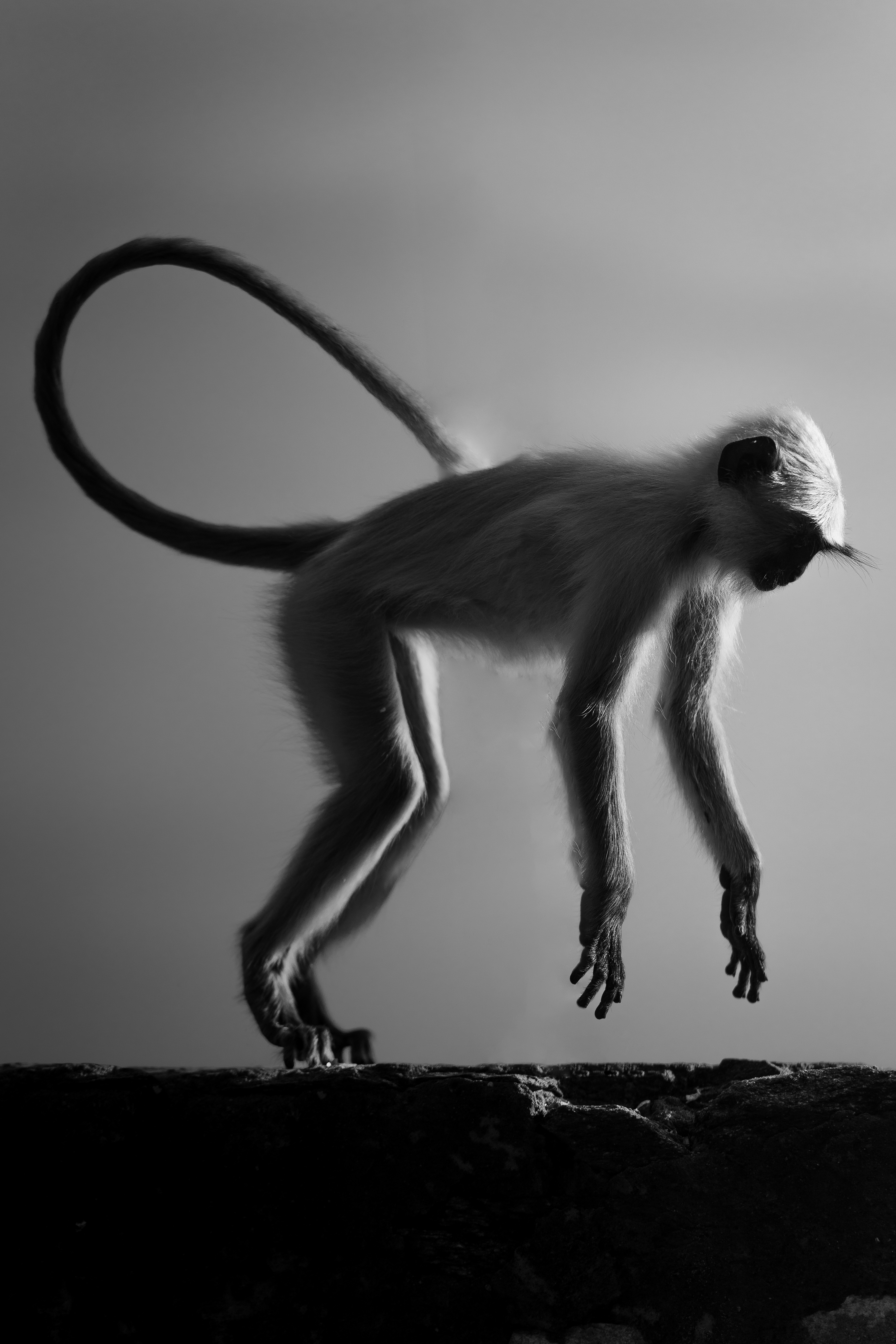 Based Monke 🐒