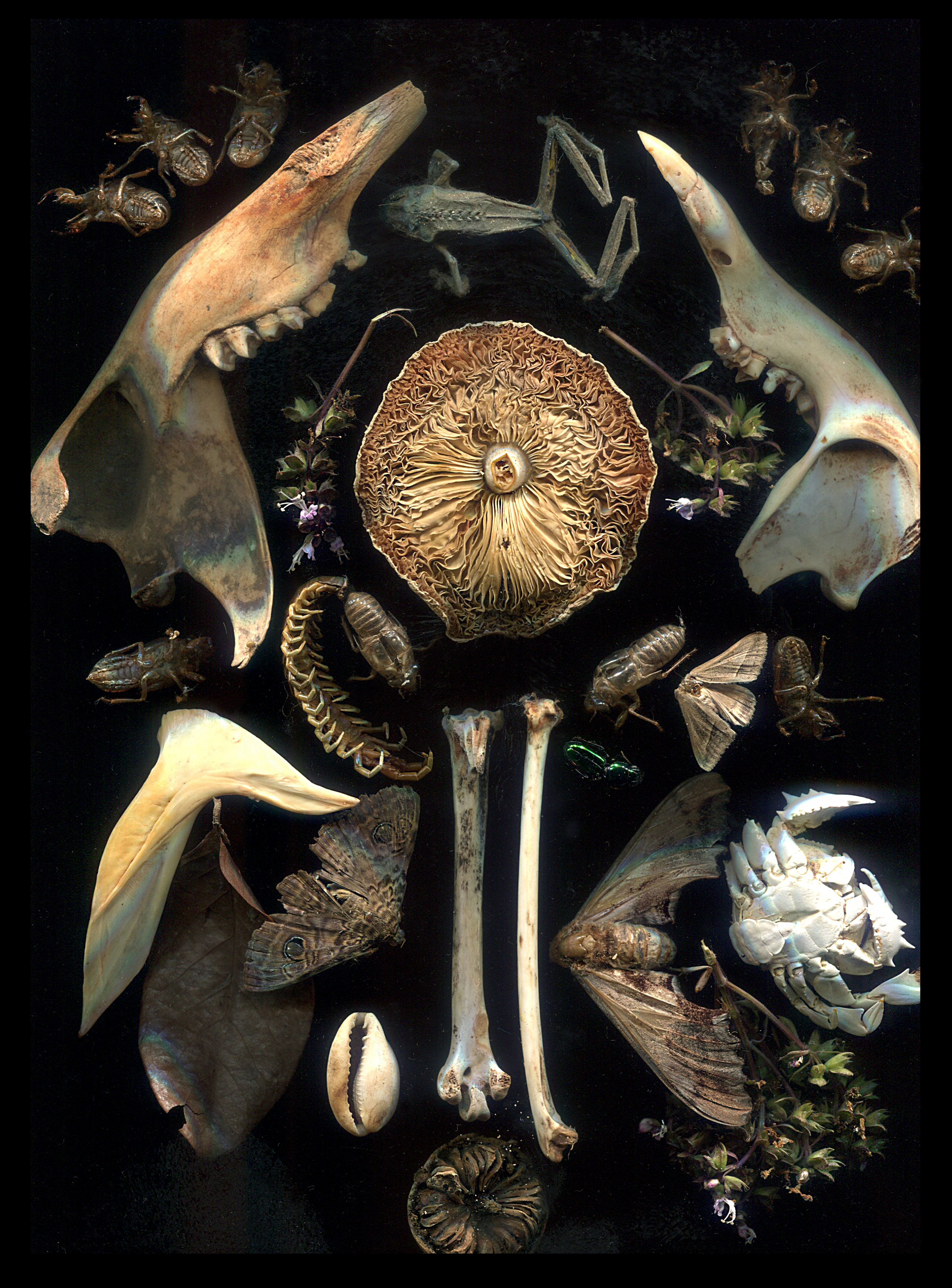 Mushrooms 1/12