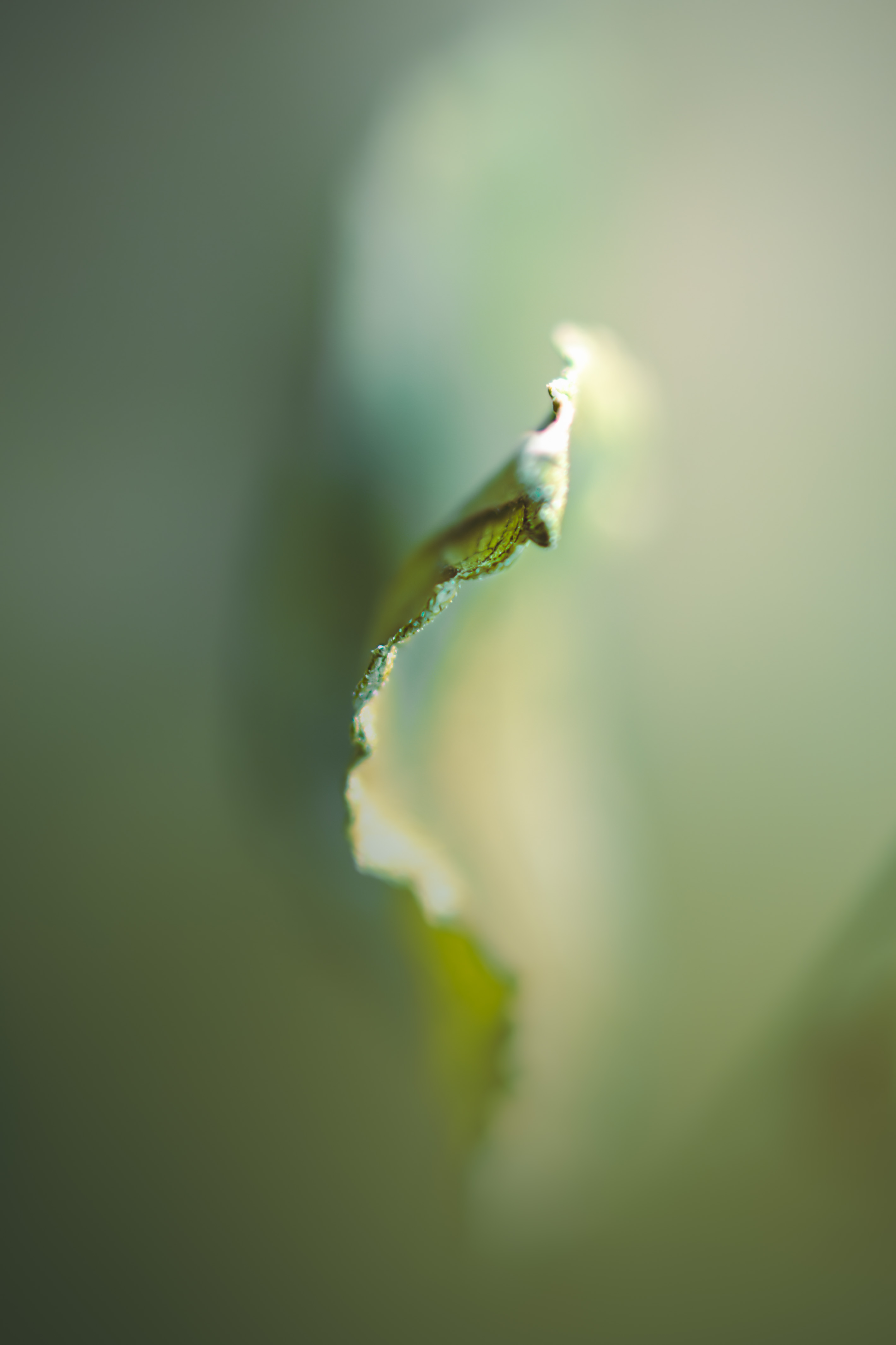 Leafy Abstract
