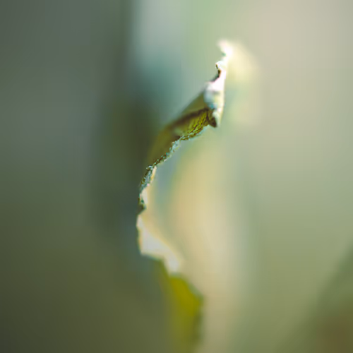 Leafy Abstract