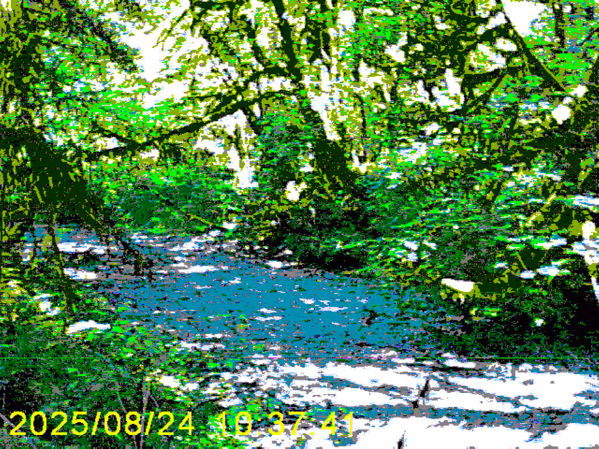 Dry Creek in Quinault Rainforest 