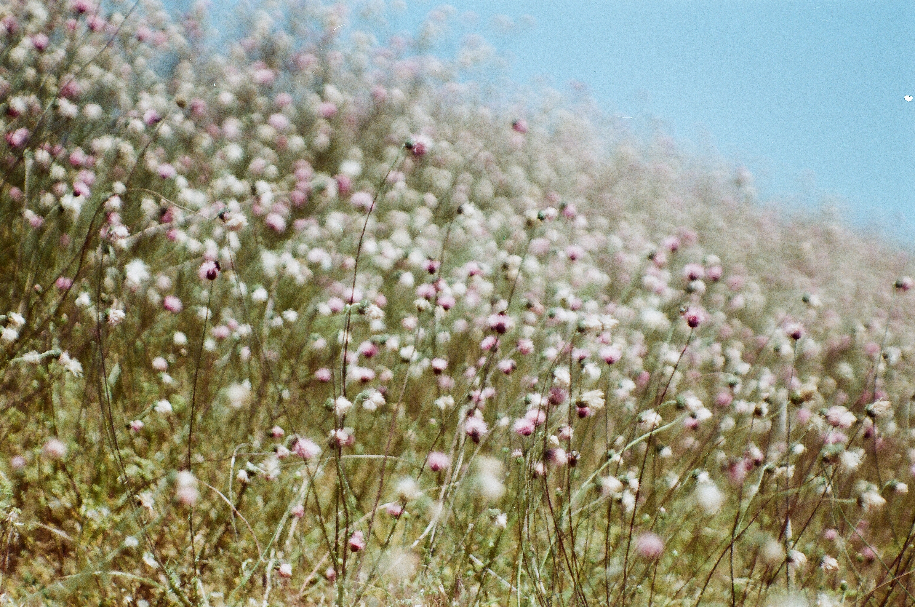 Wildflowers #31