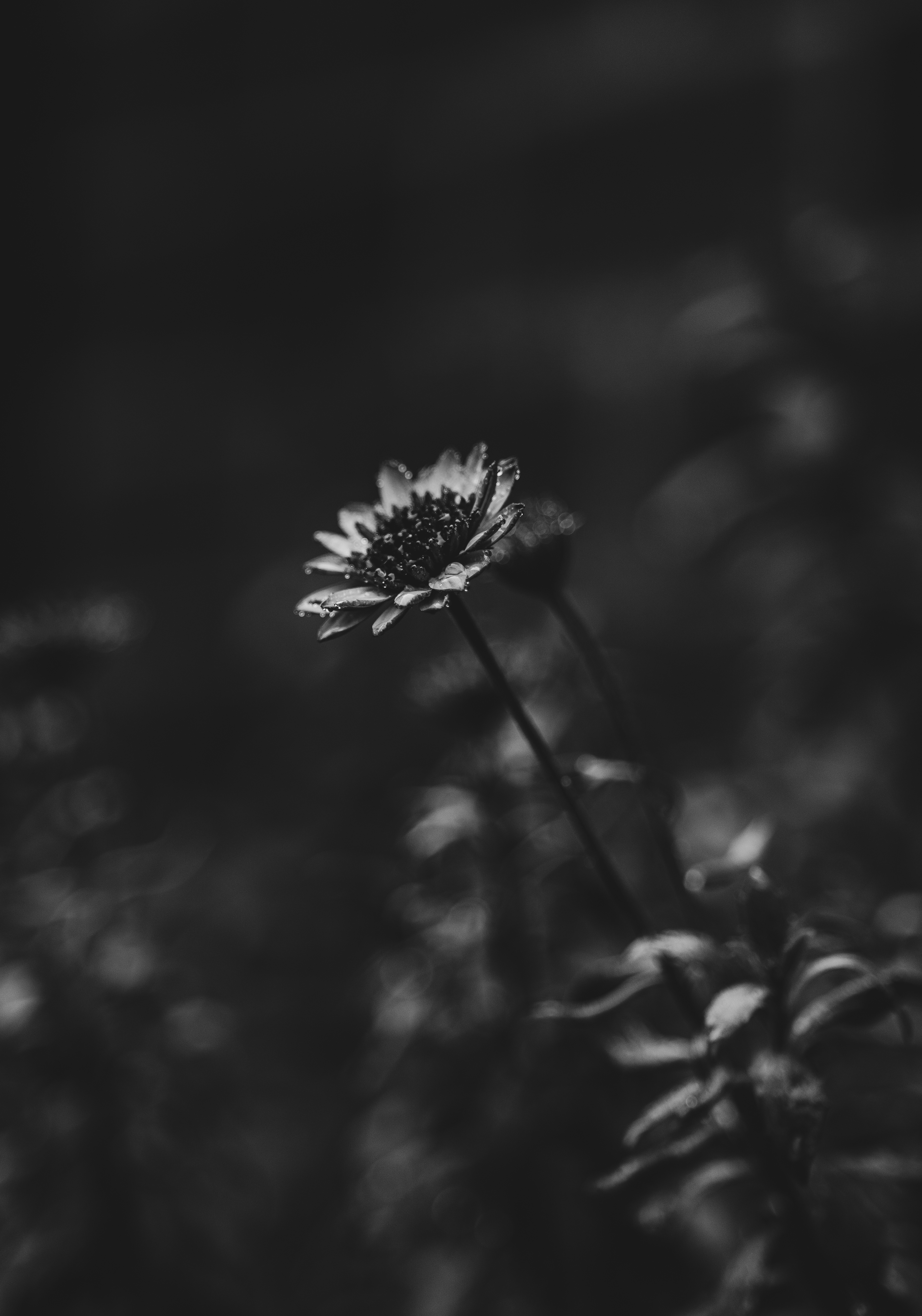 Flowers blooming