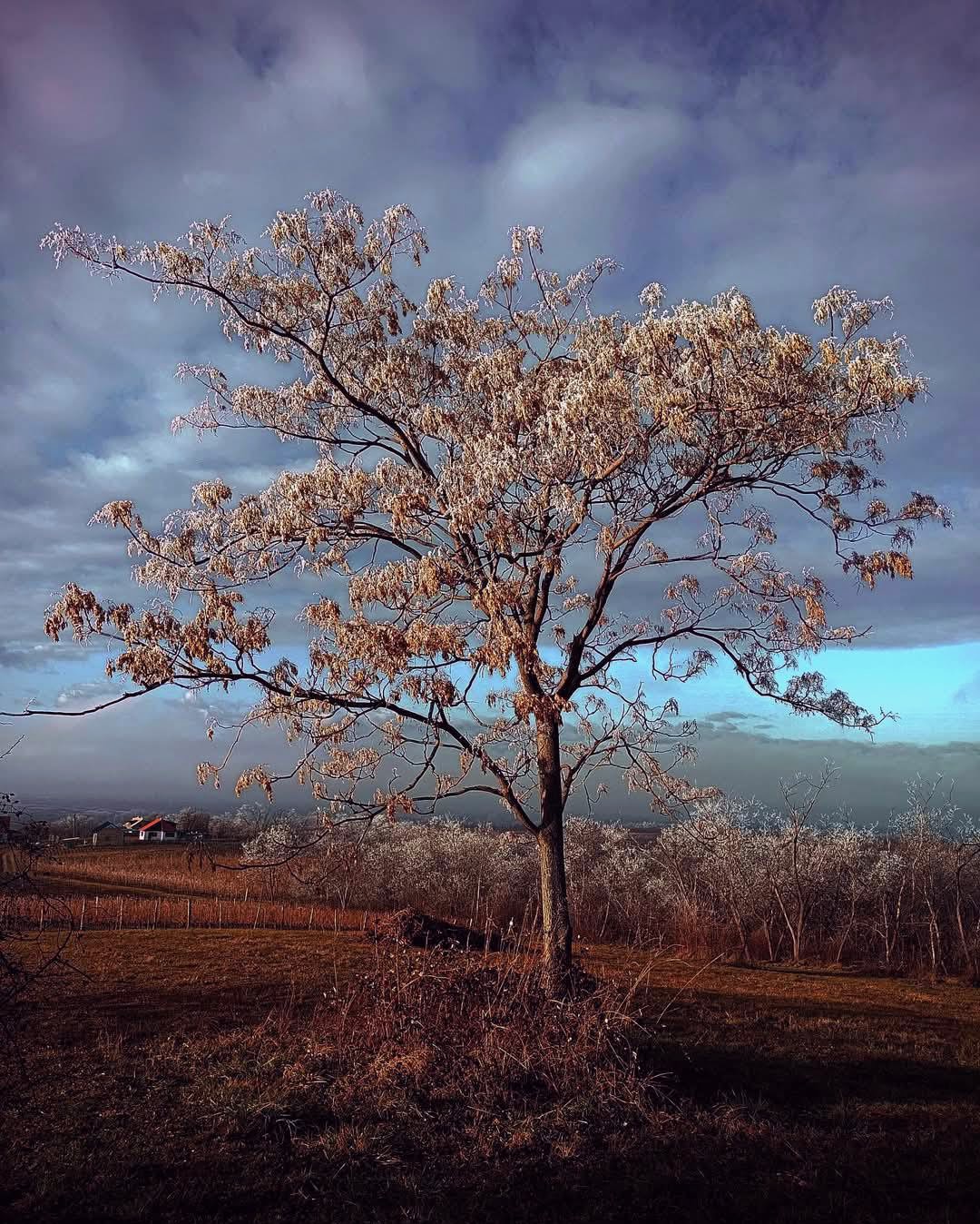  just a tree