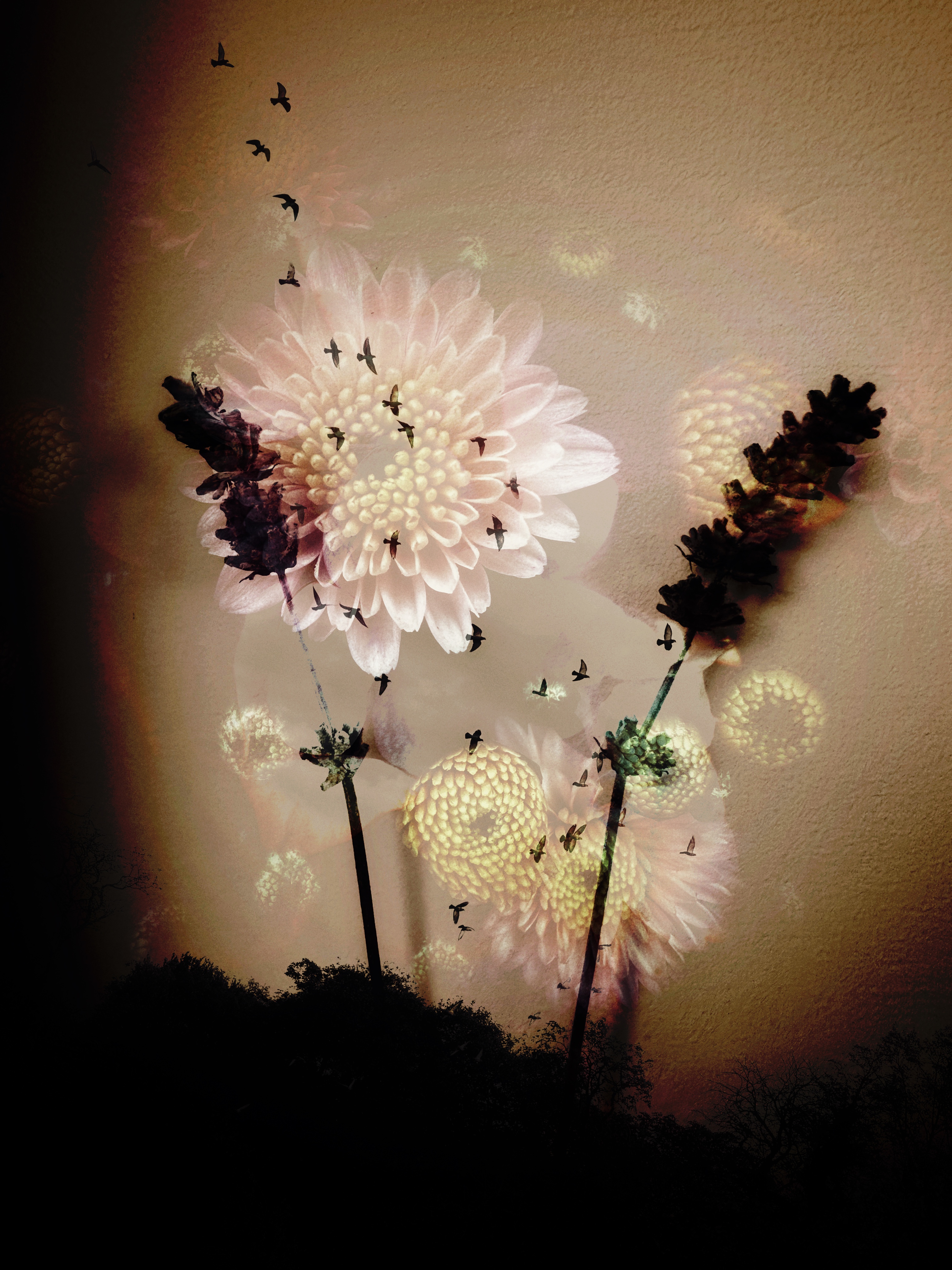 Fireworks #35