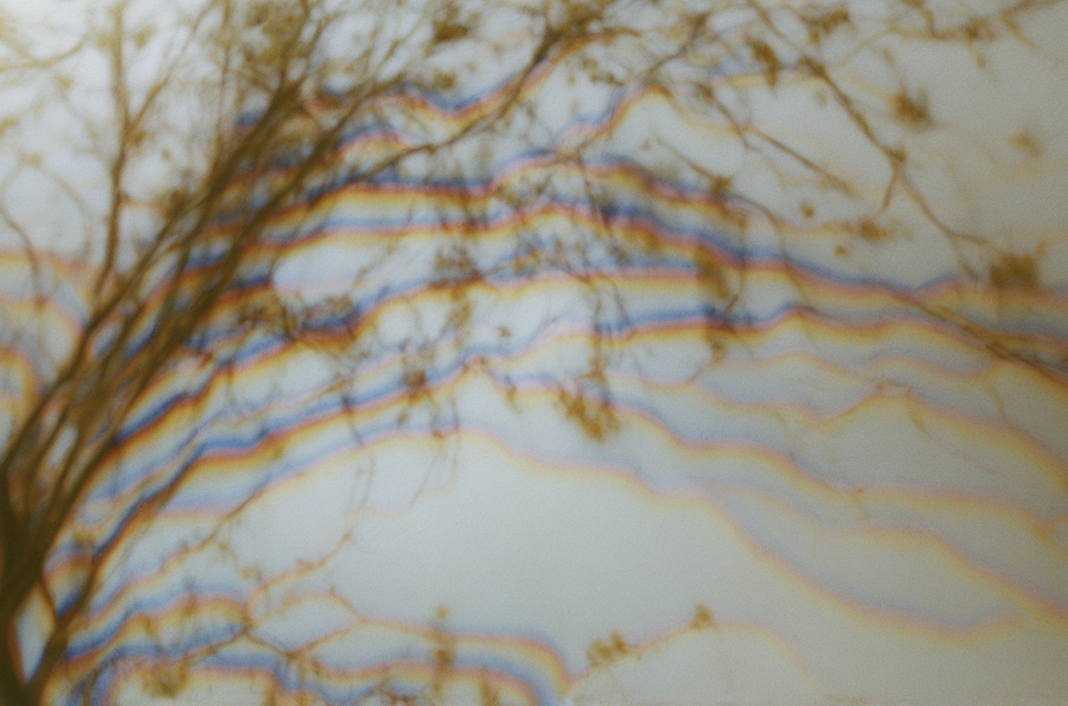 Treefingers I #193