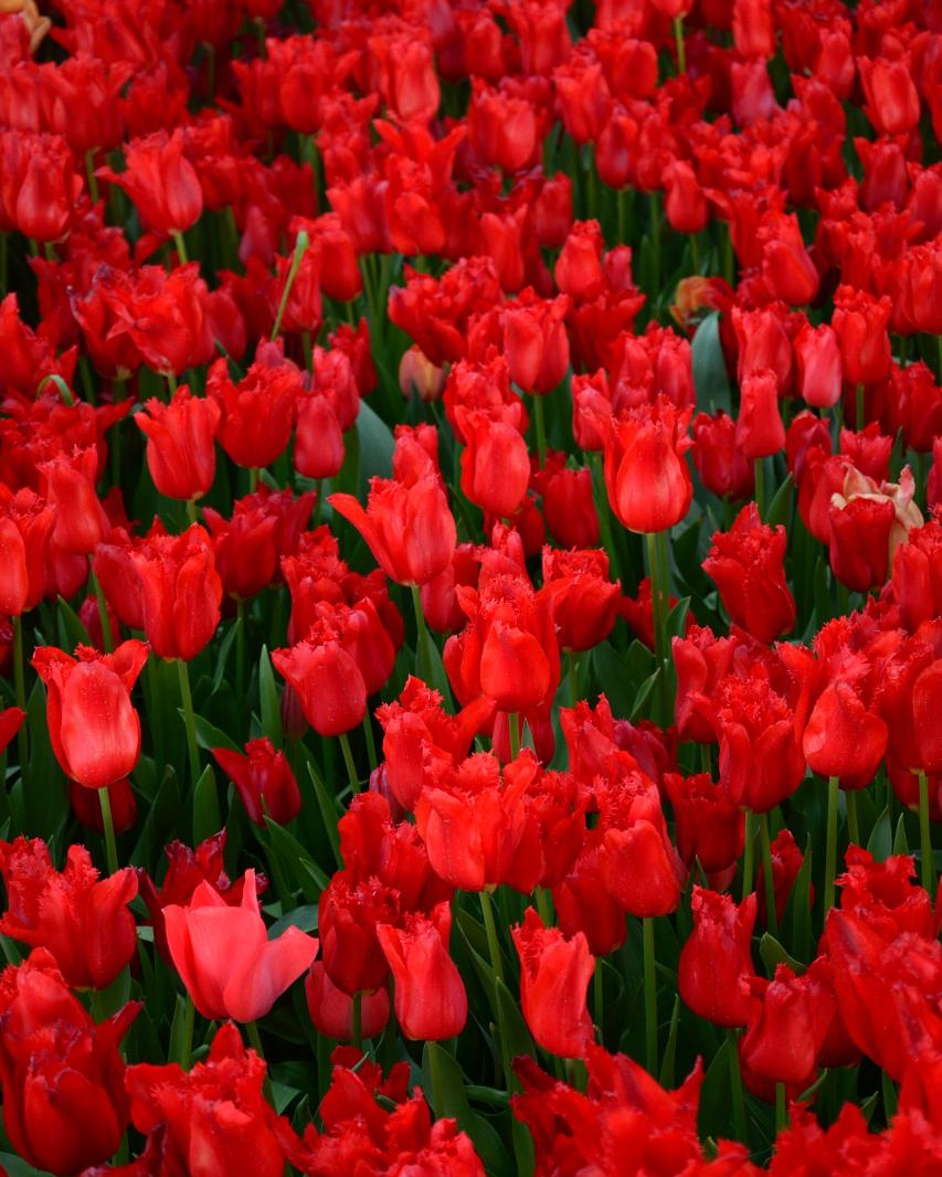 Red Tulips #27