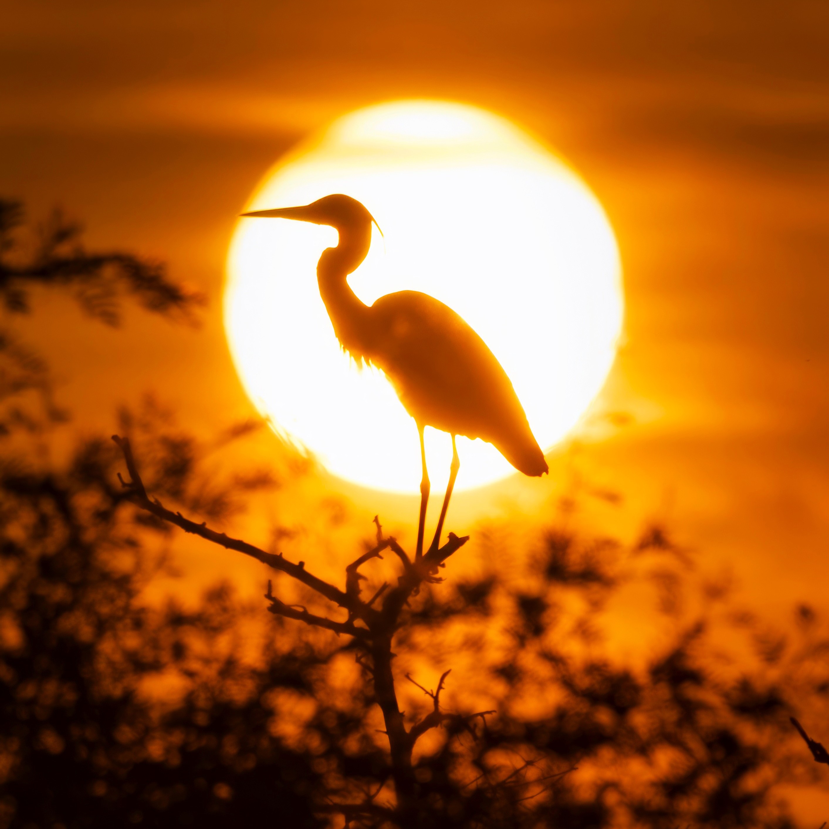 Sunset Glory
