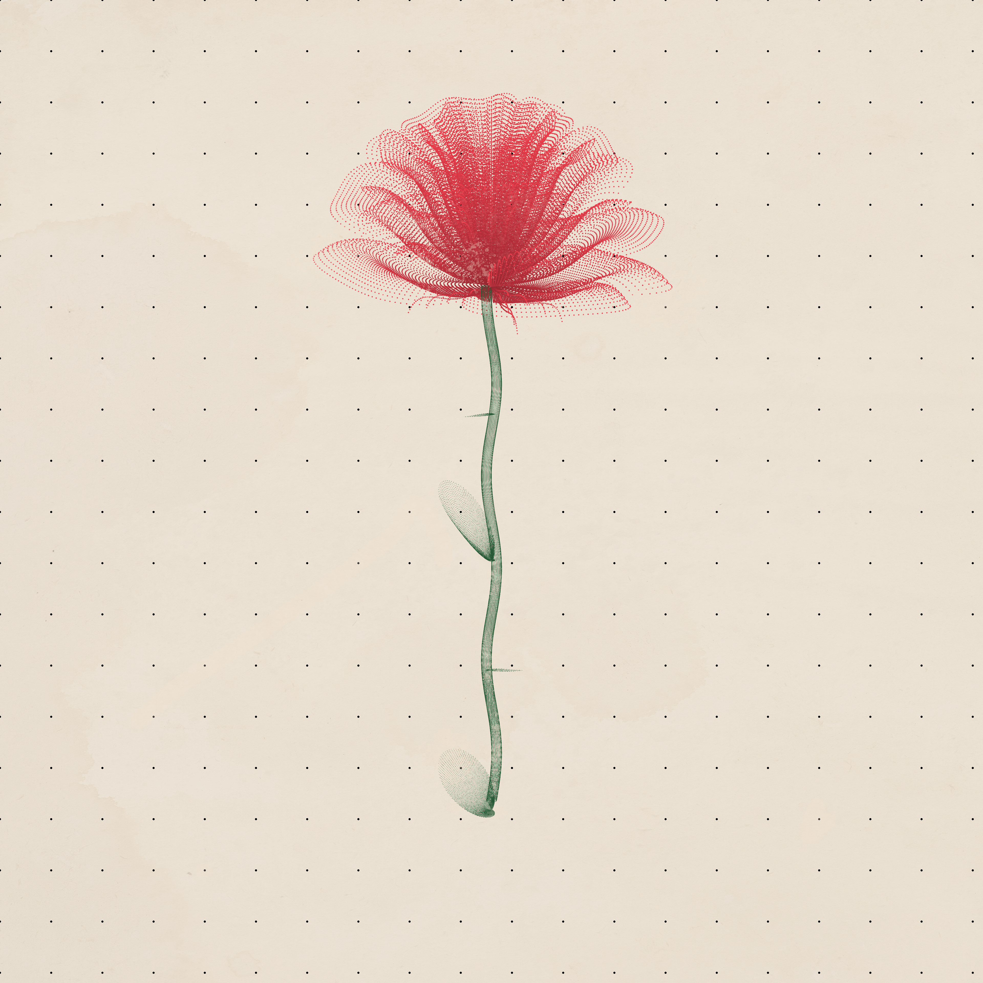 Rose Sketch