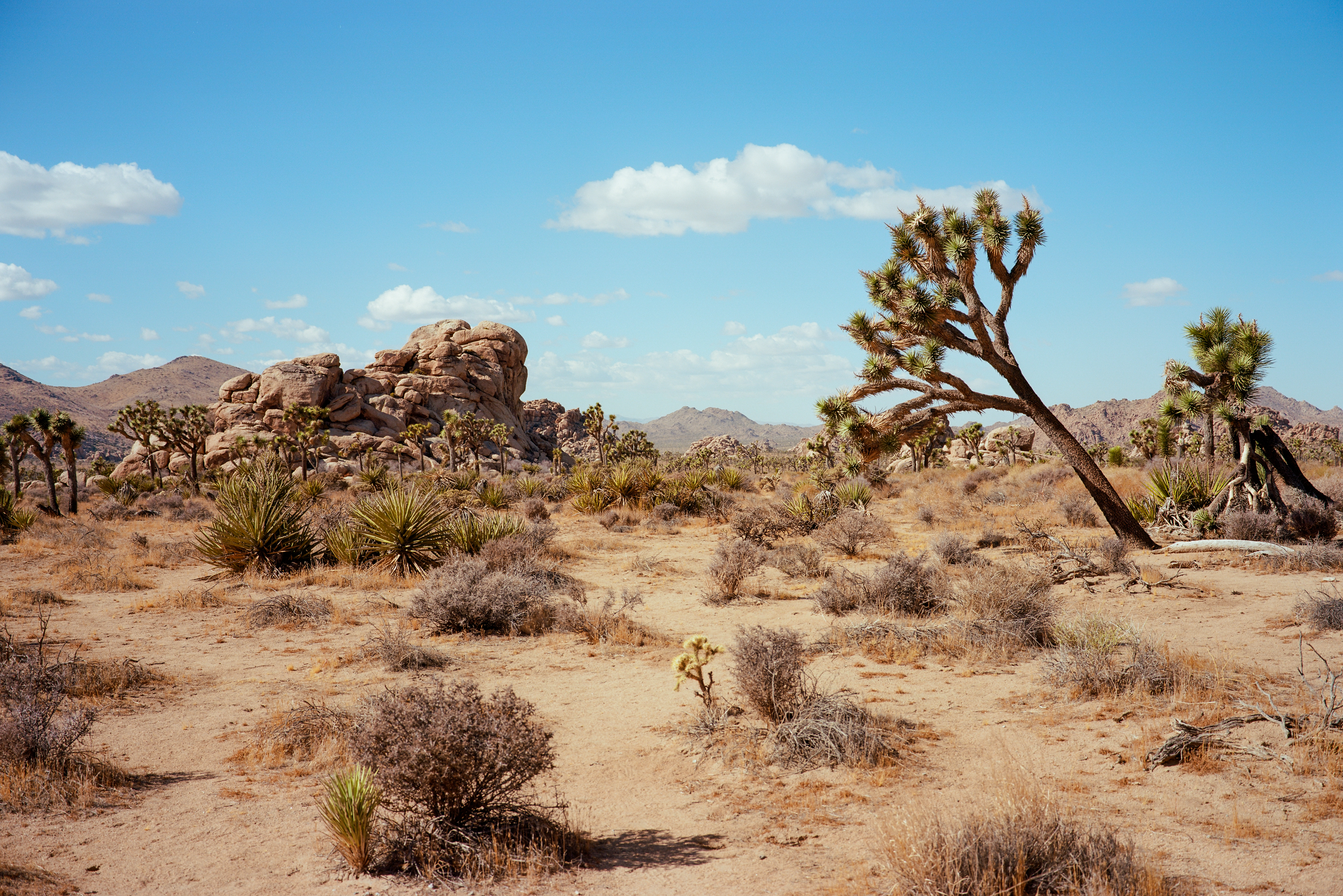 A High Desert Landscape