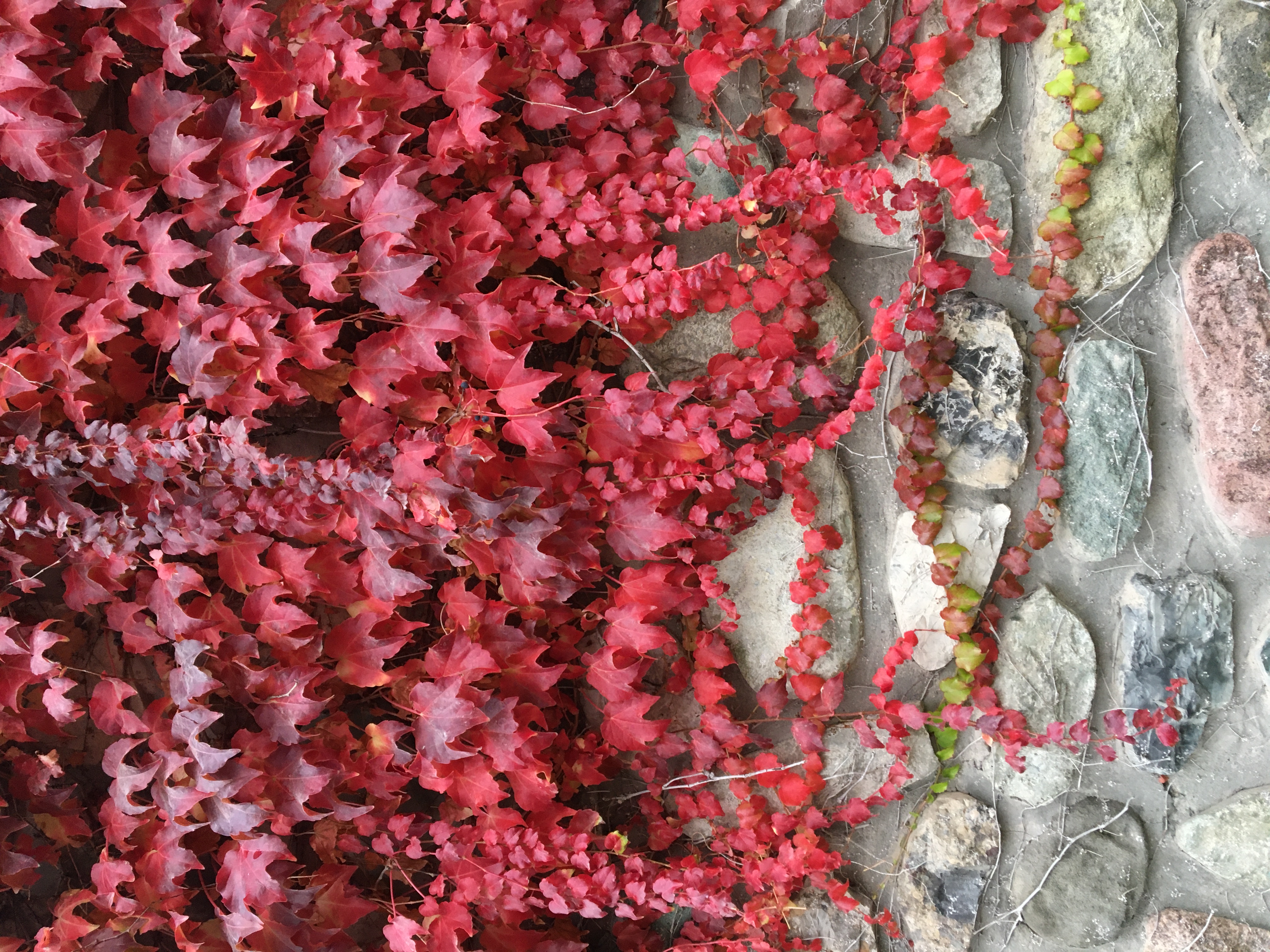 Autumn’s Embrace. #49