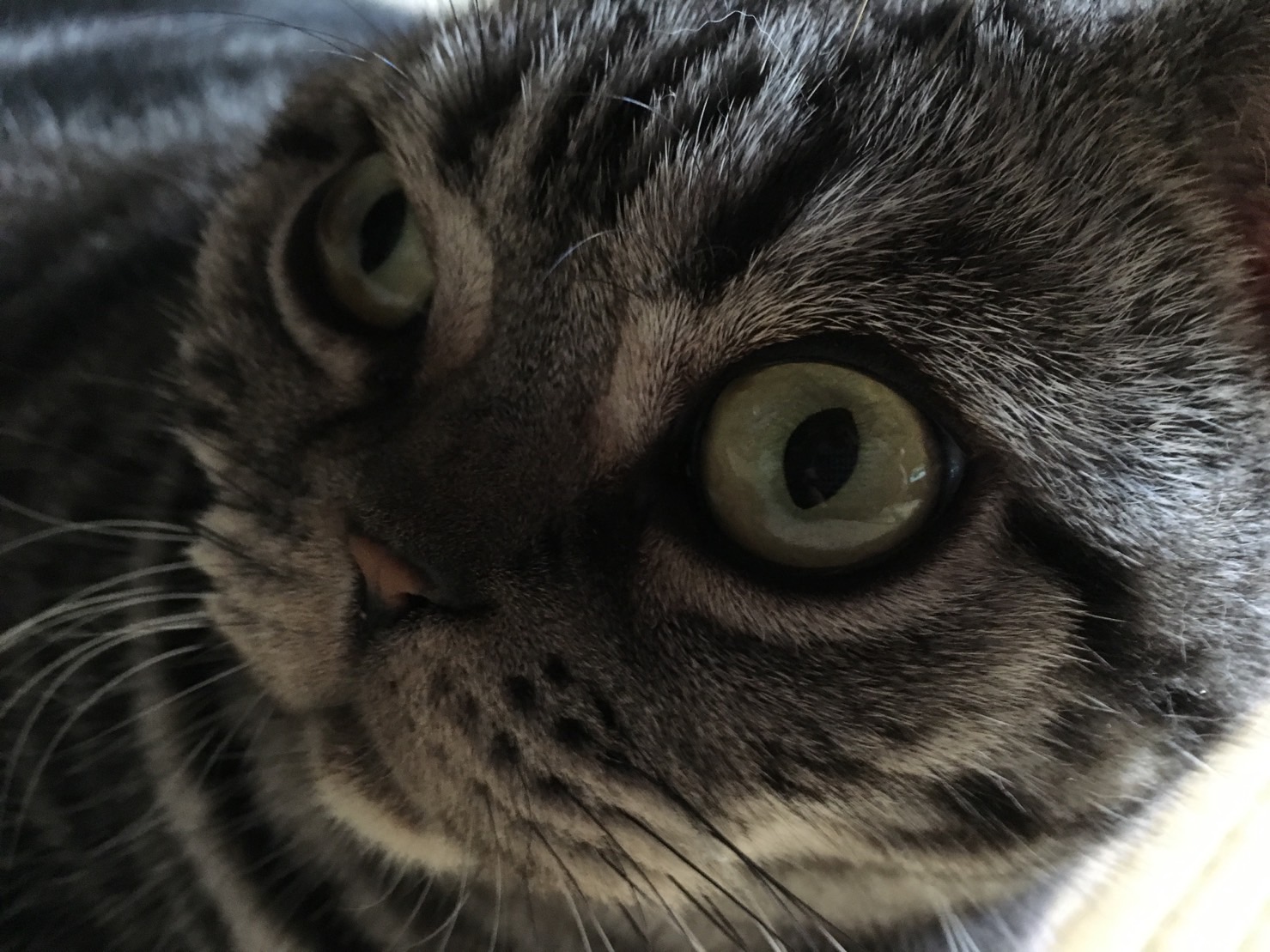 Meow 1