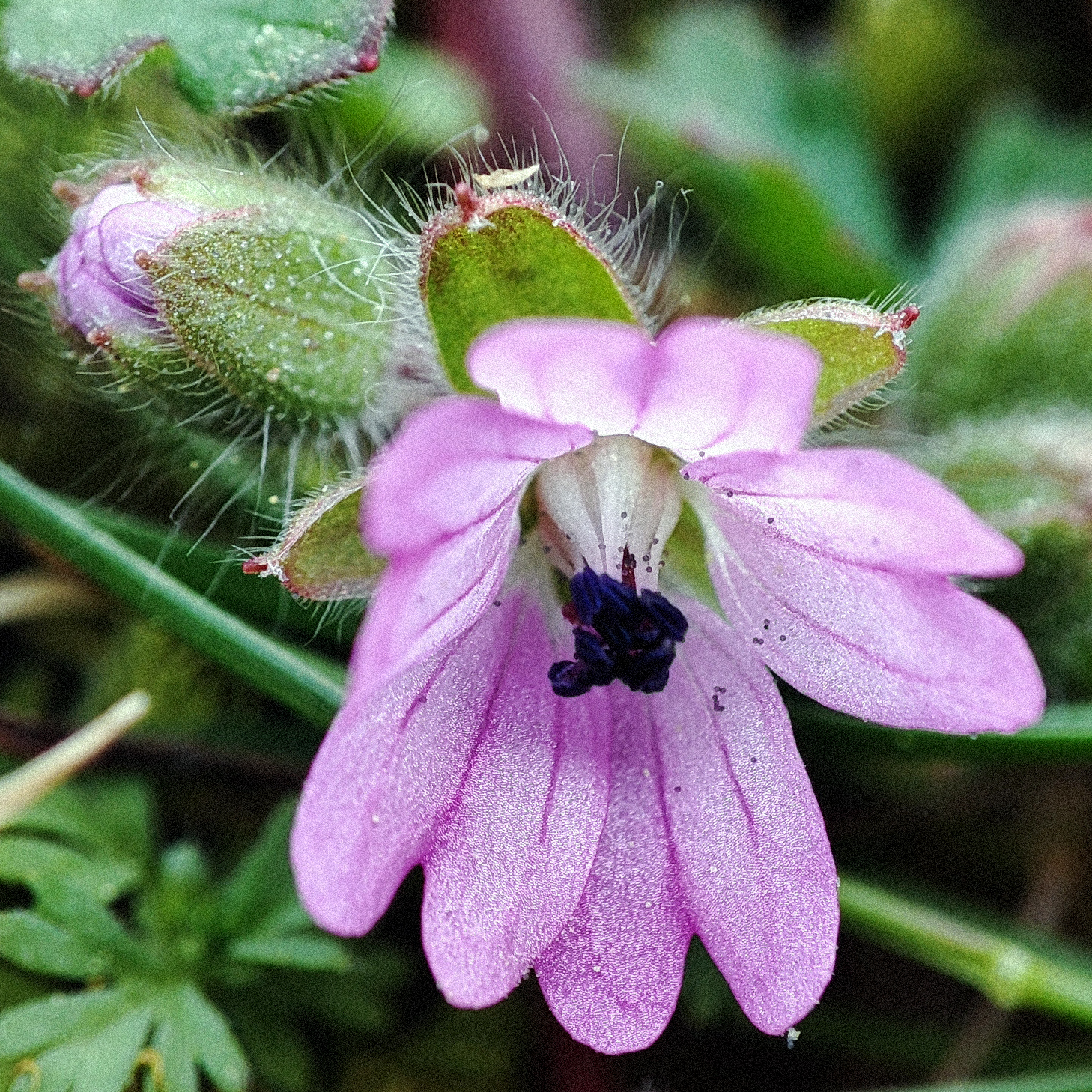 Mystery Purple