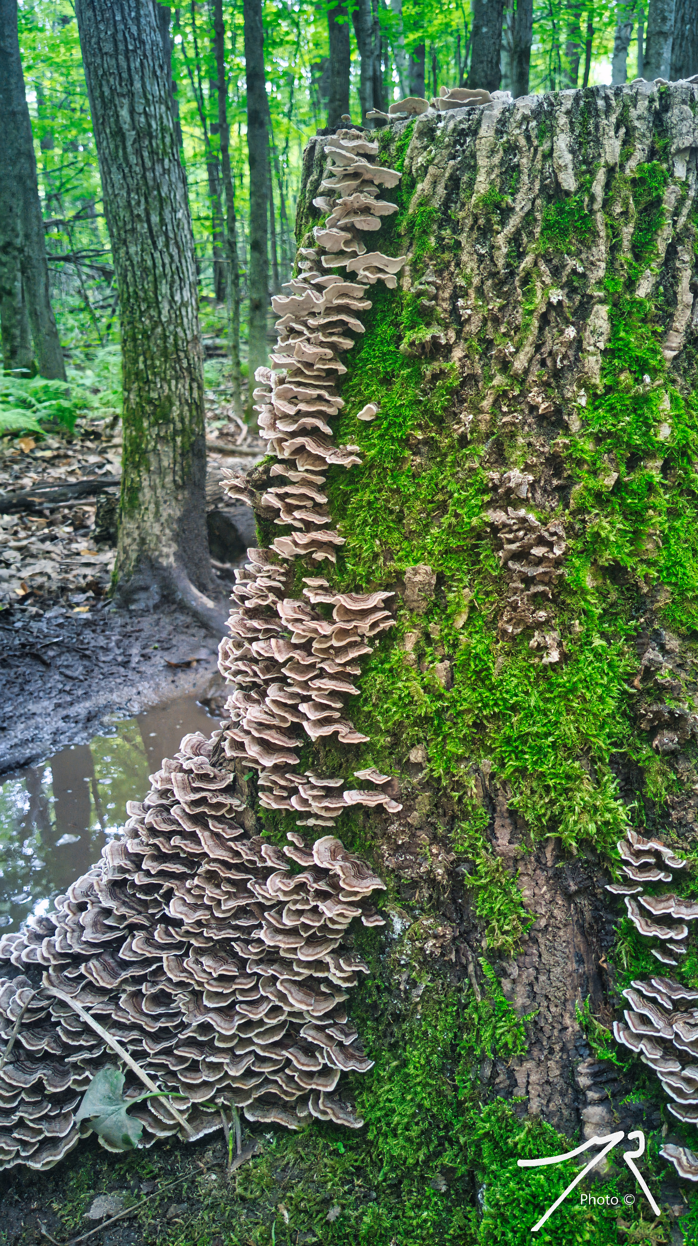 Nature's new fashion #5