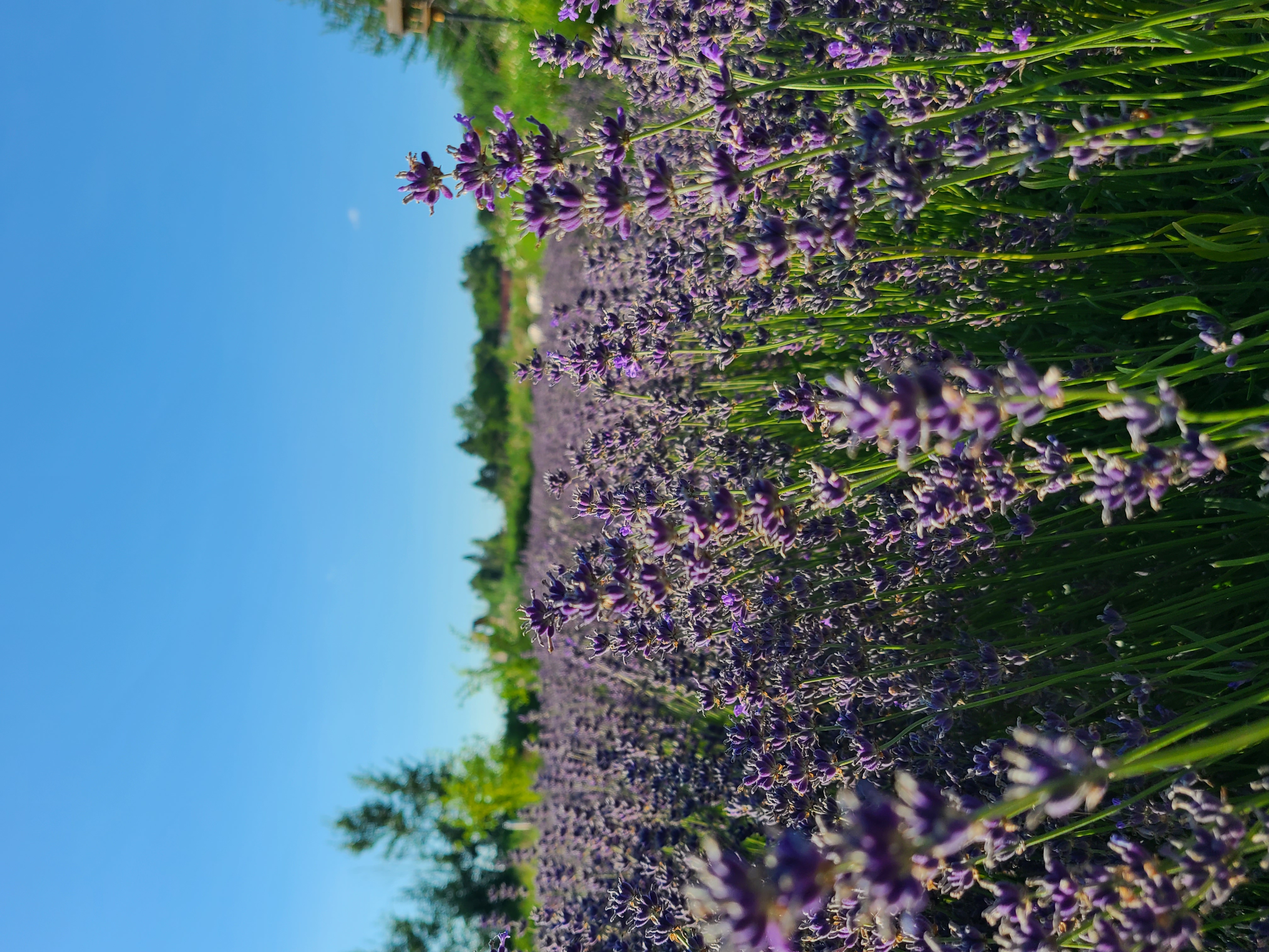 Lavender Fields