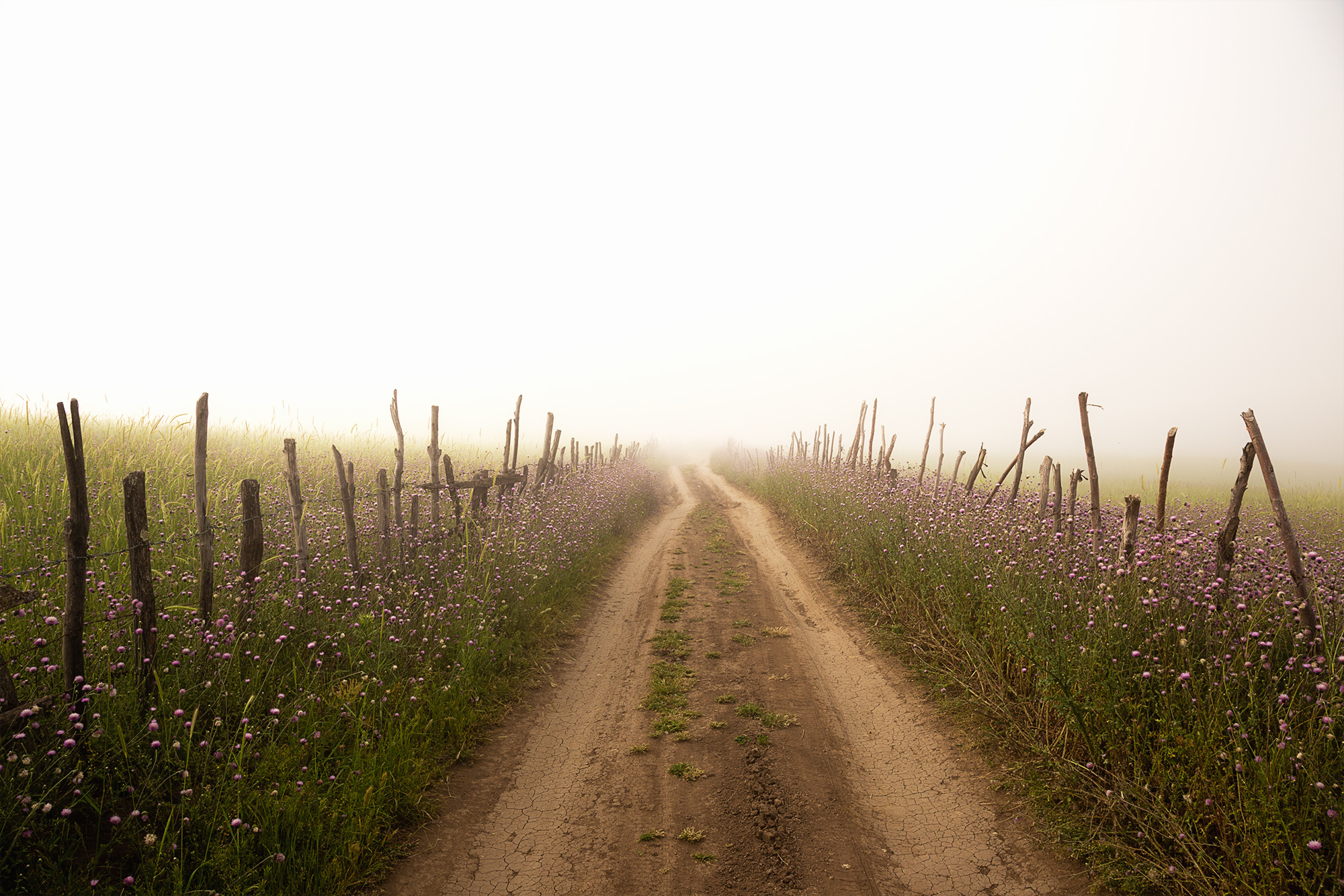 Paradise Road
