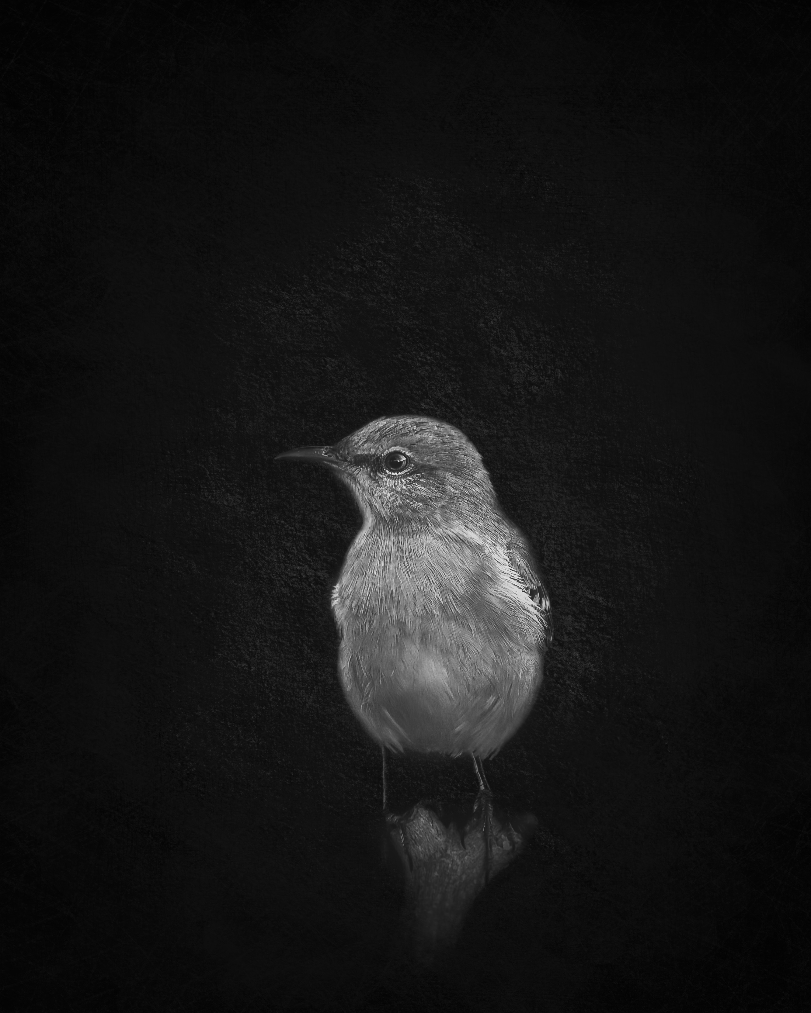 The Watcher