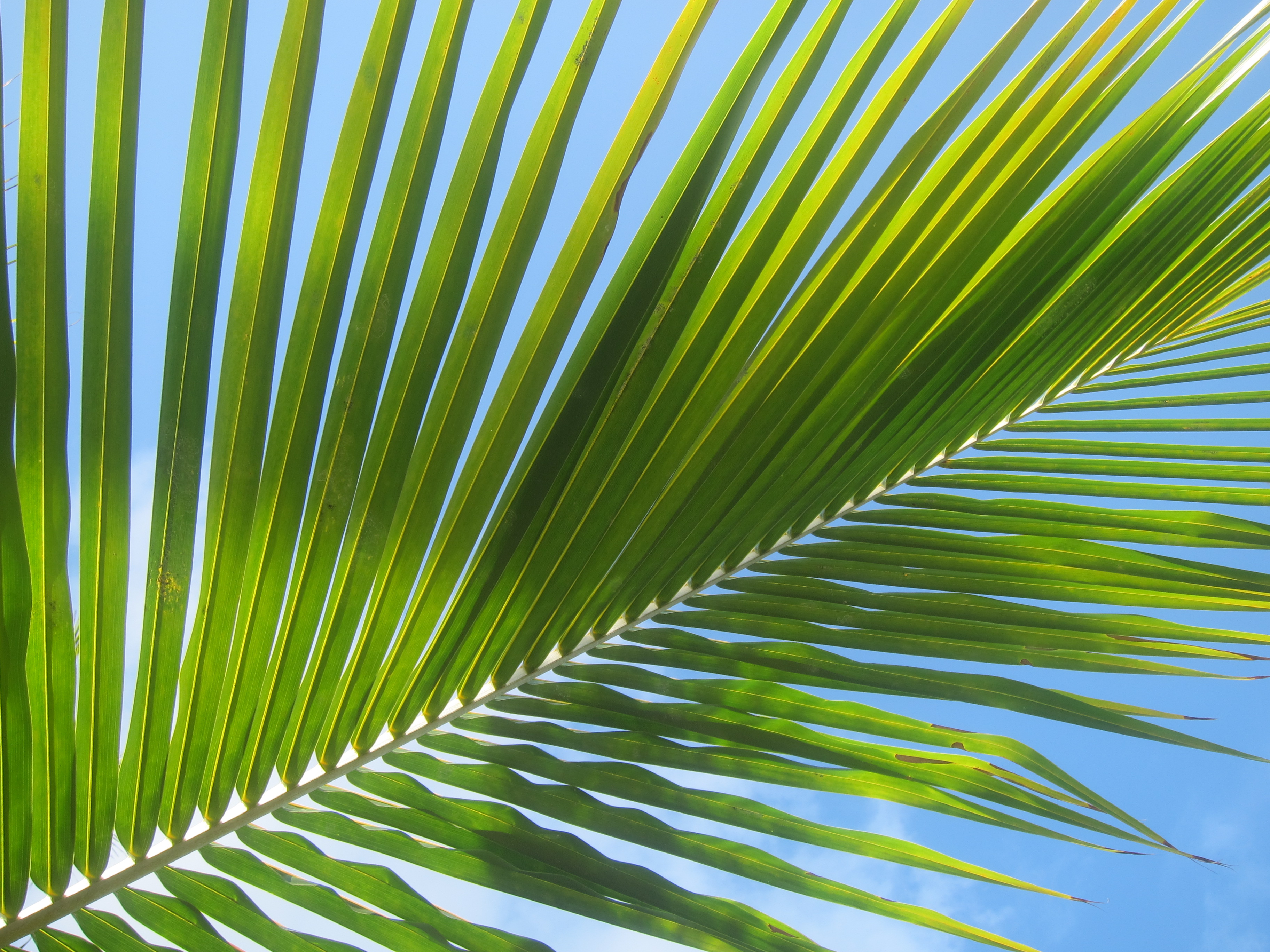 Frondship