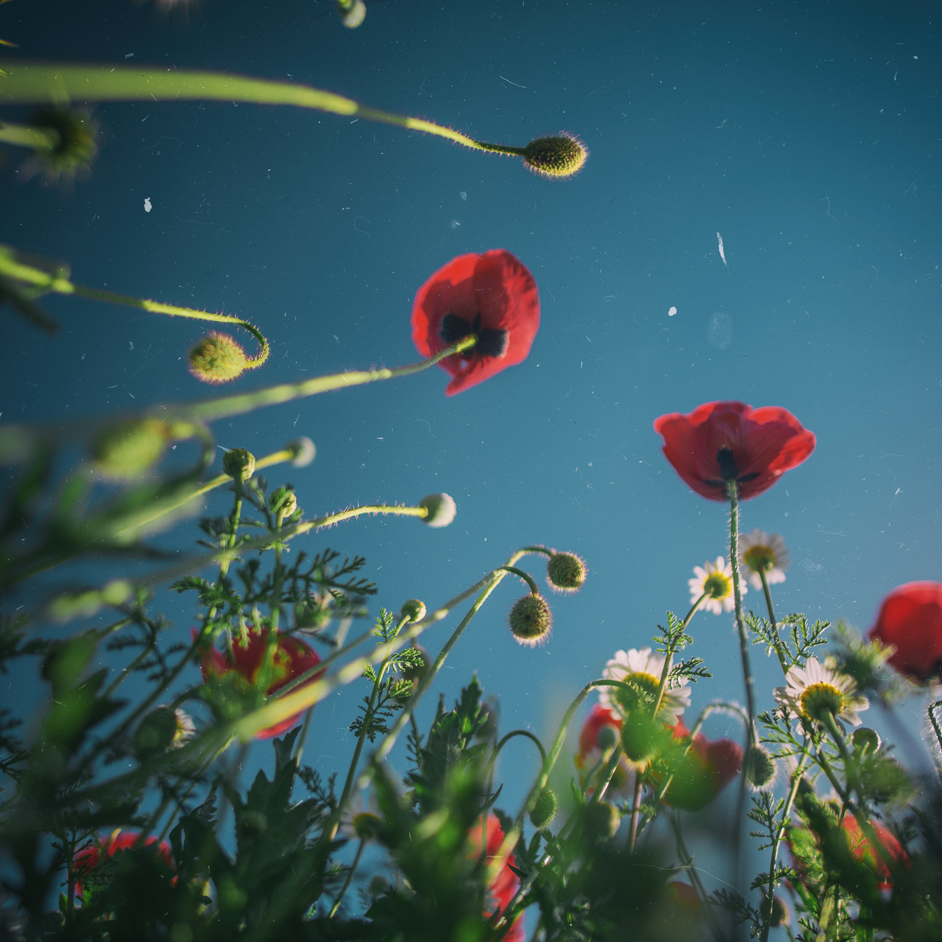 Spring
