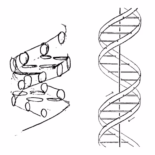 First drawing of DNA #4