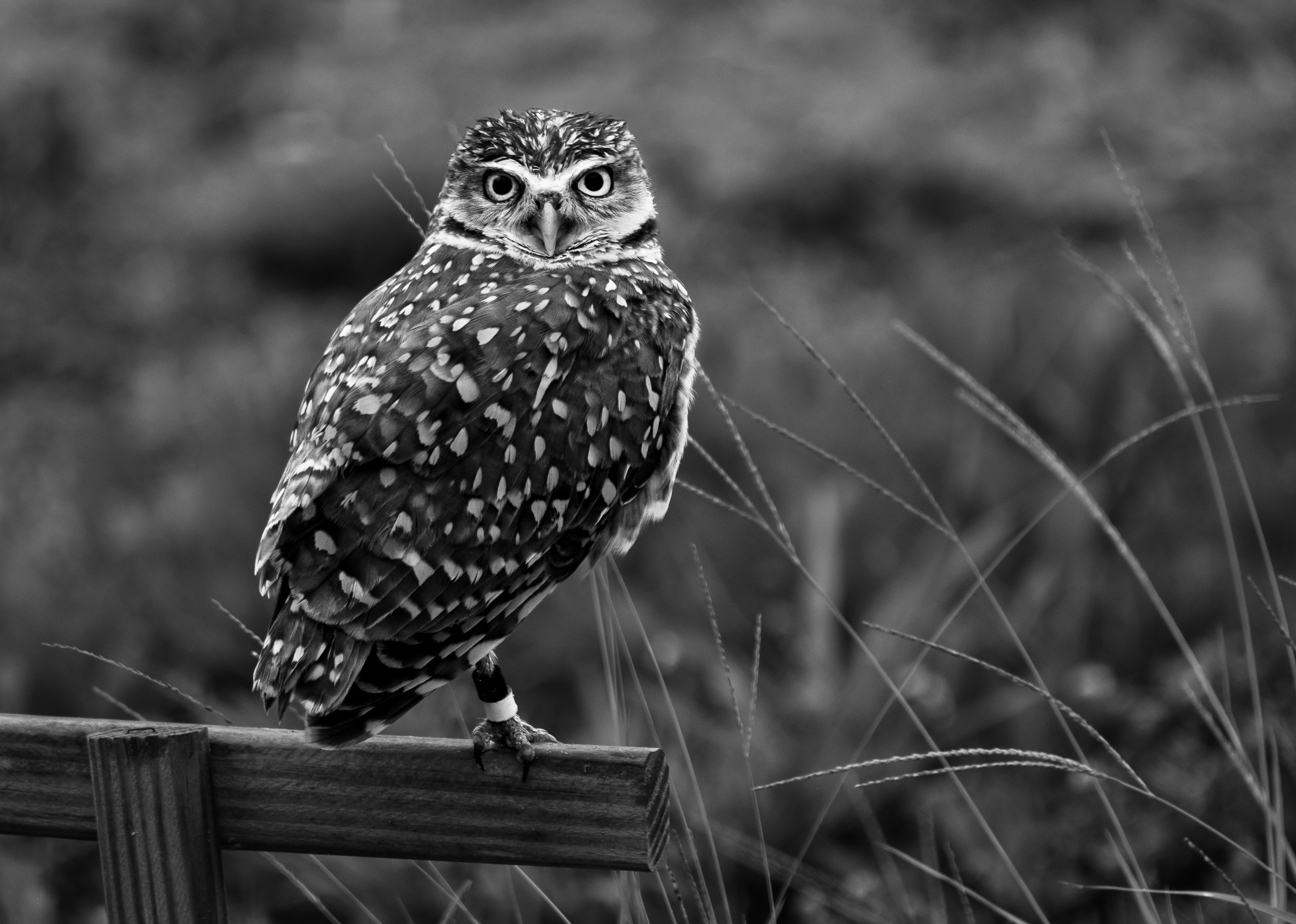 Burrowing owl guarding his burrow