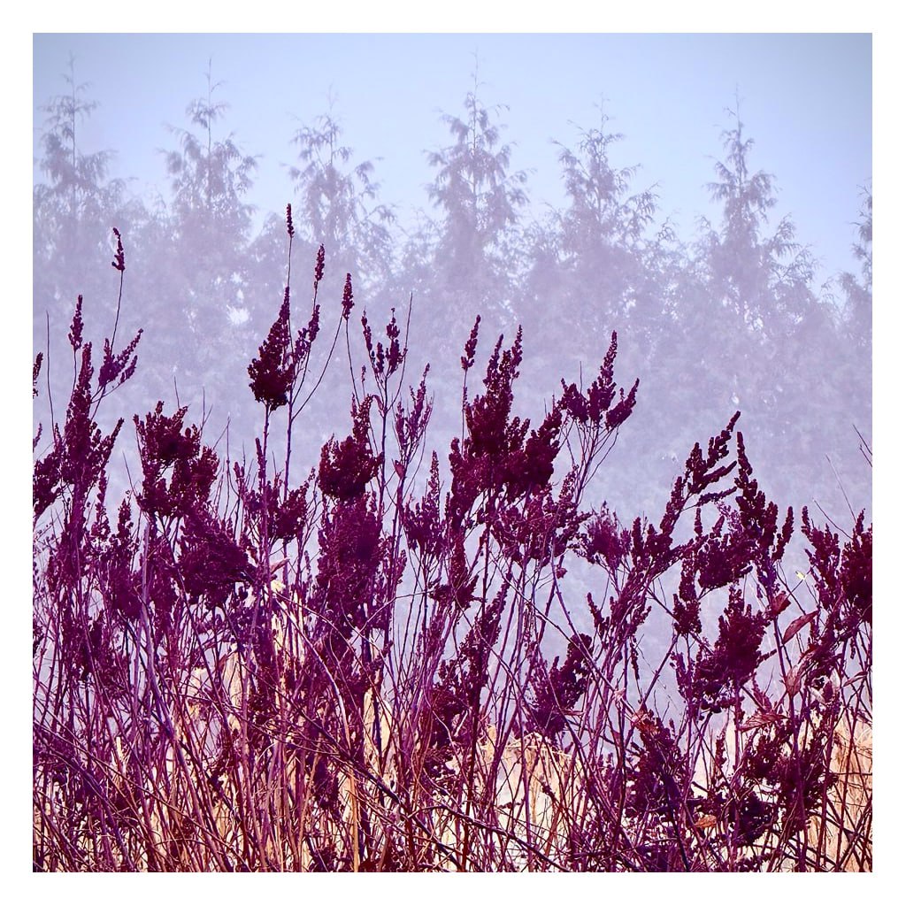 Violet Velvet