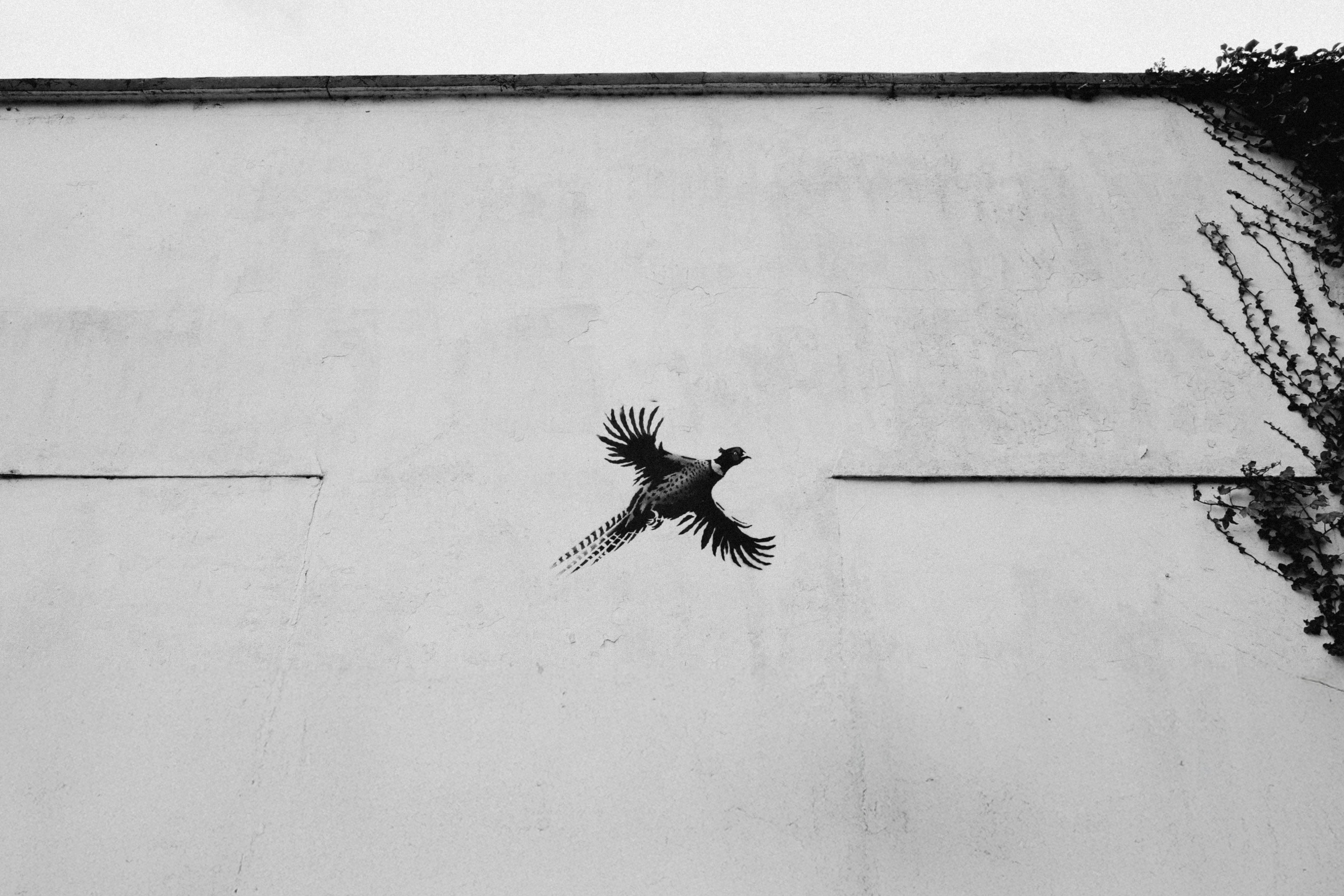 Abstract Black and White Bird on Wall