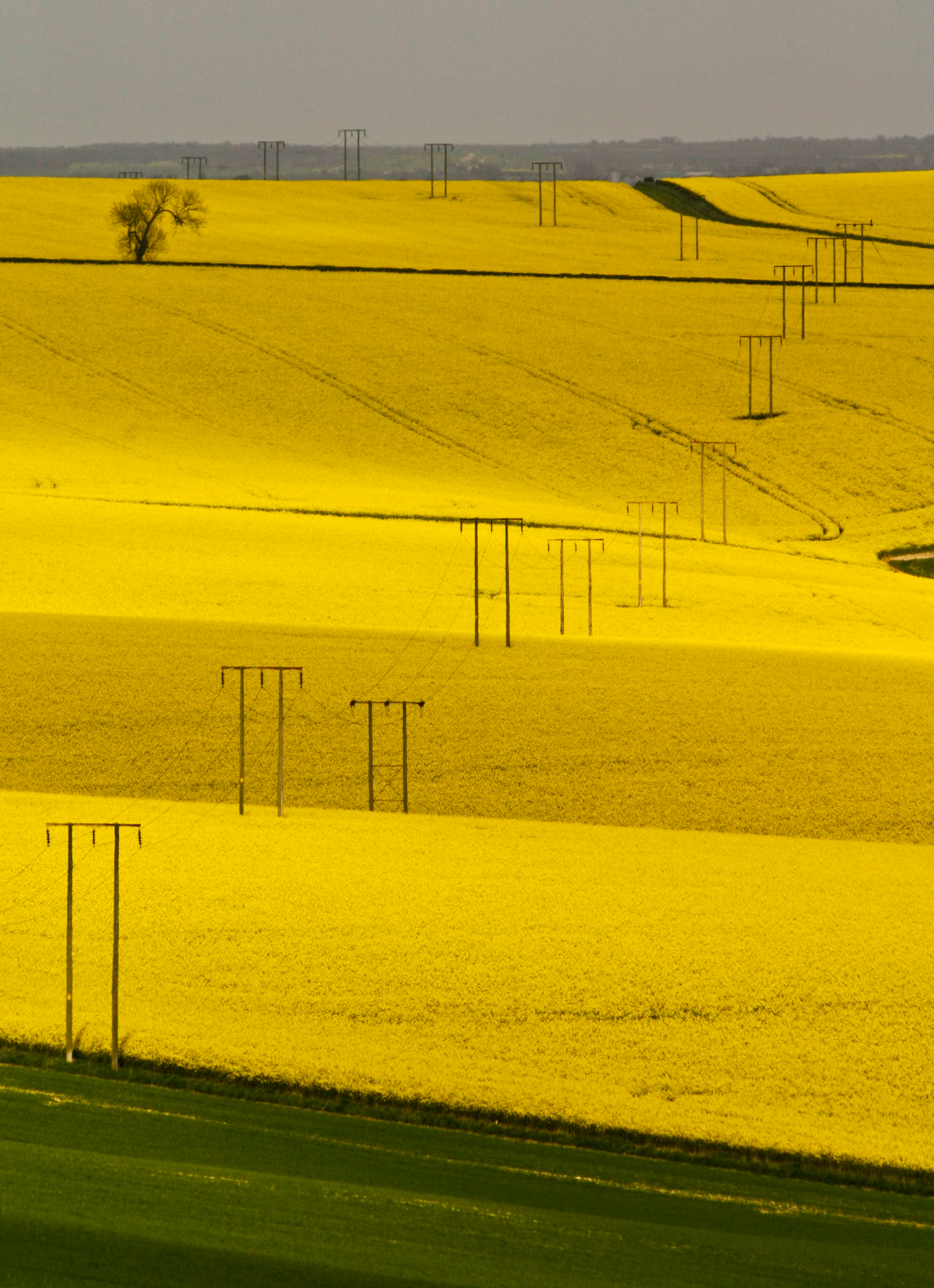 Golden Fields