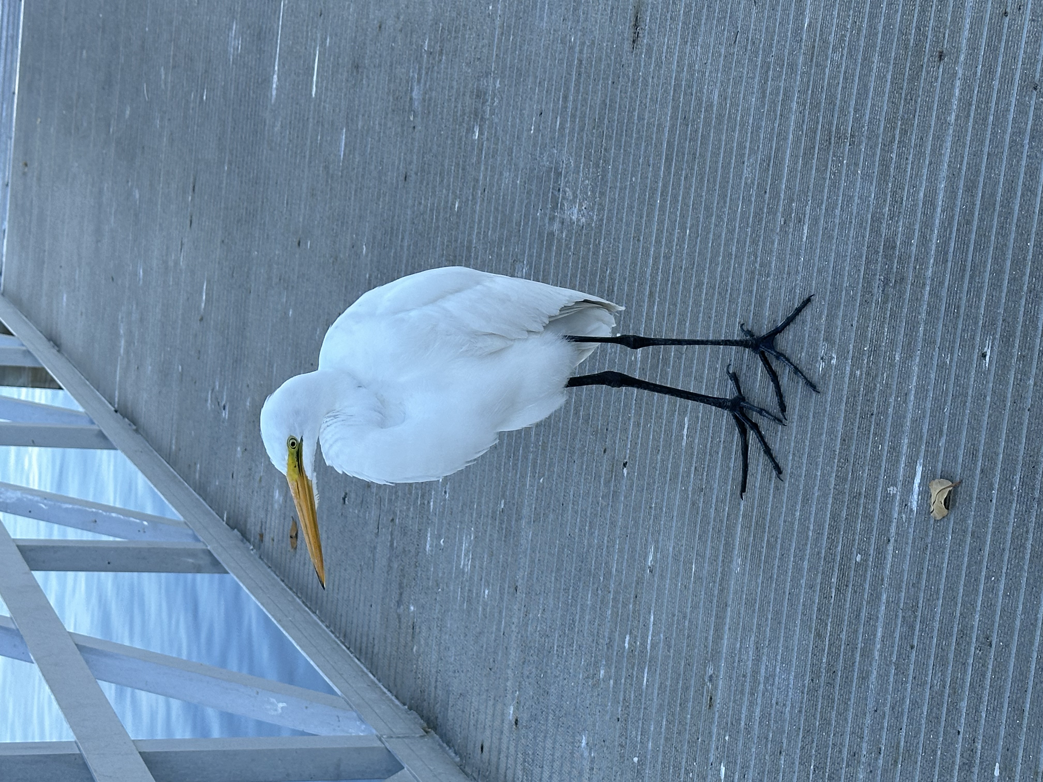 Mr Bird #19