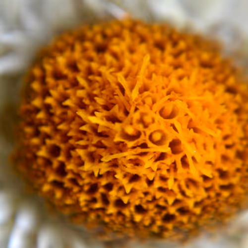 Heart of the Bloom