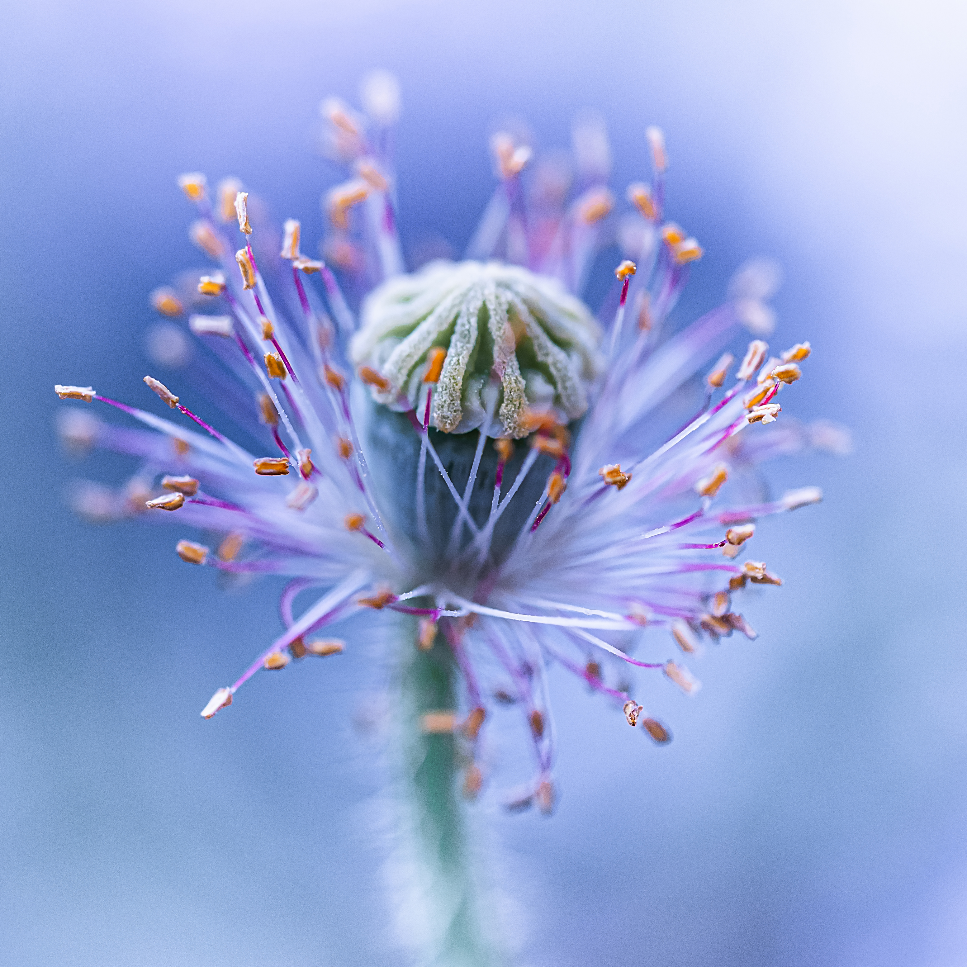 Dream Flower...