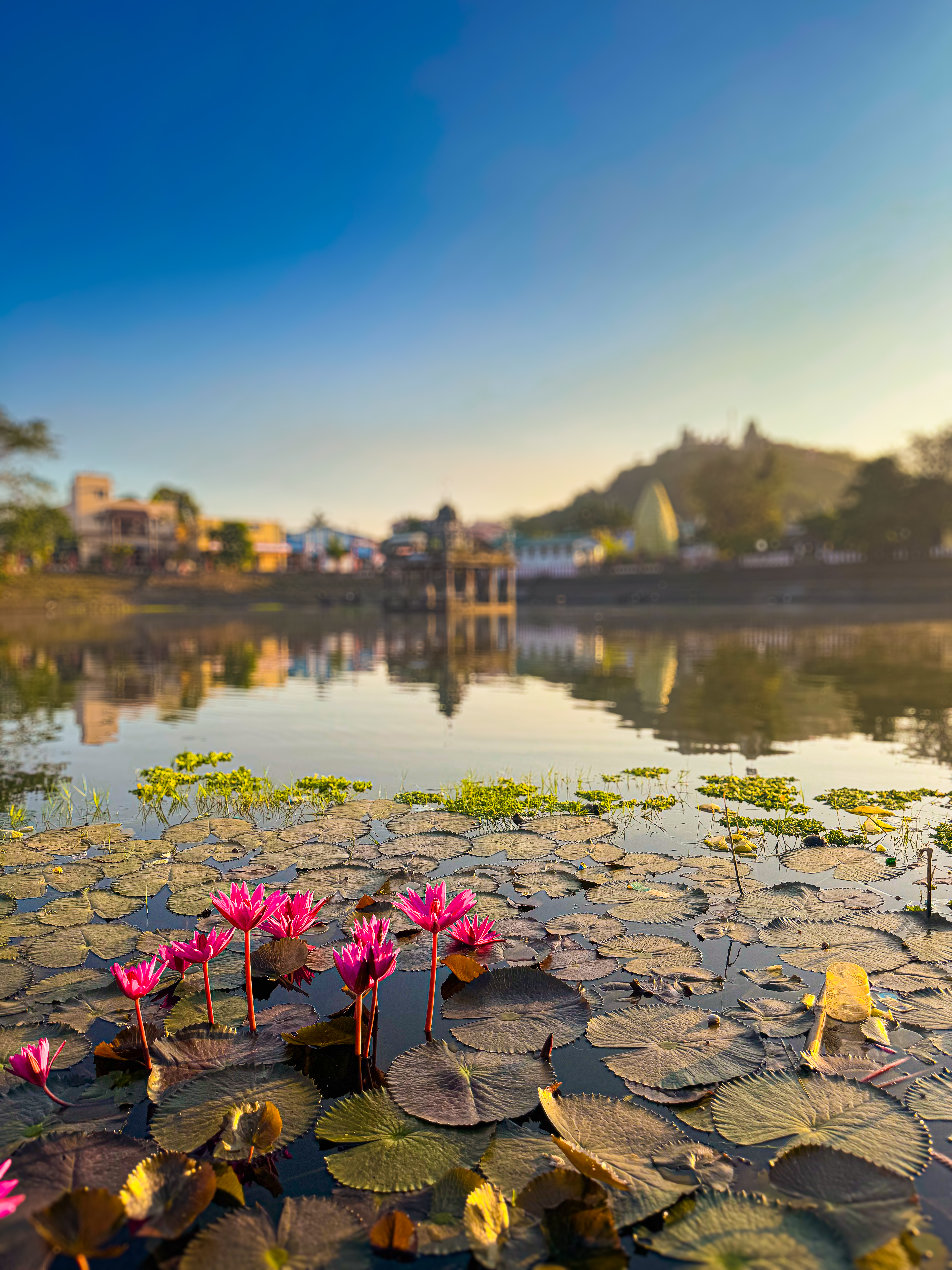 Lilly and temple pond 💜🩷❤️
