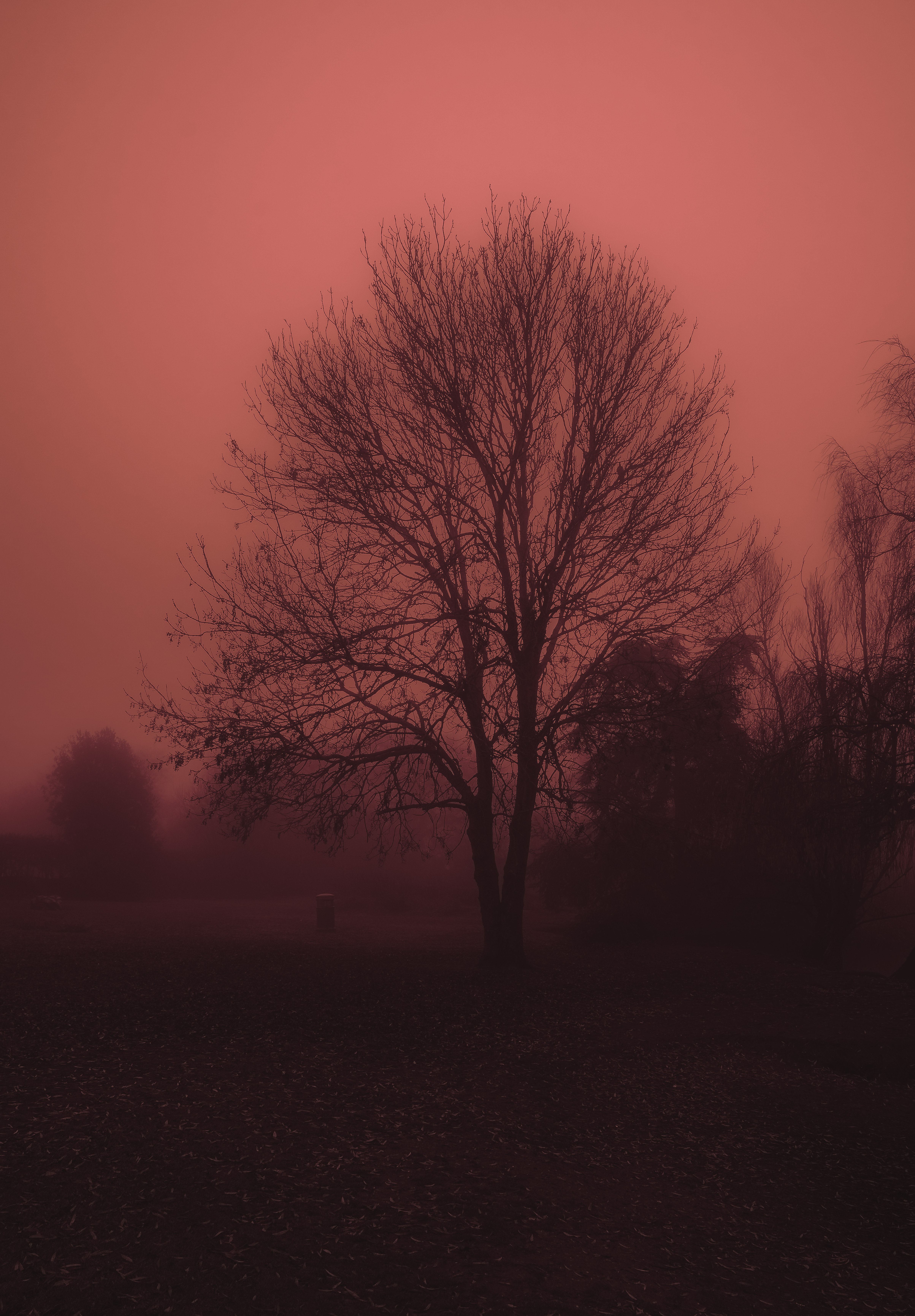 Orange in the mist