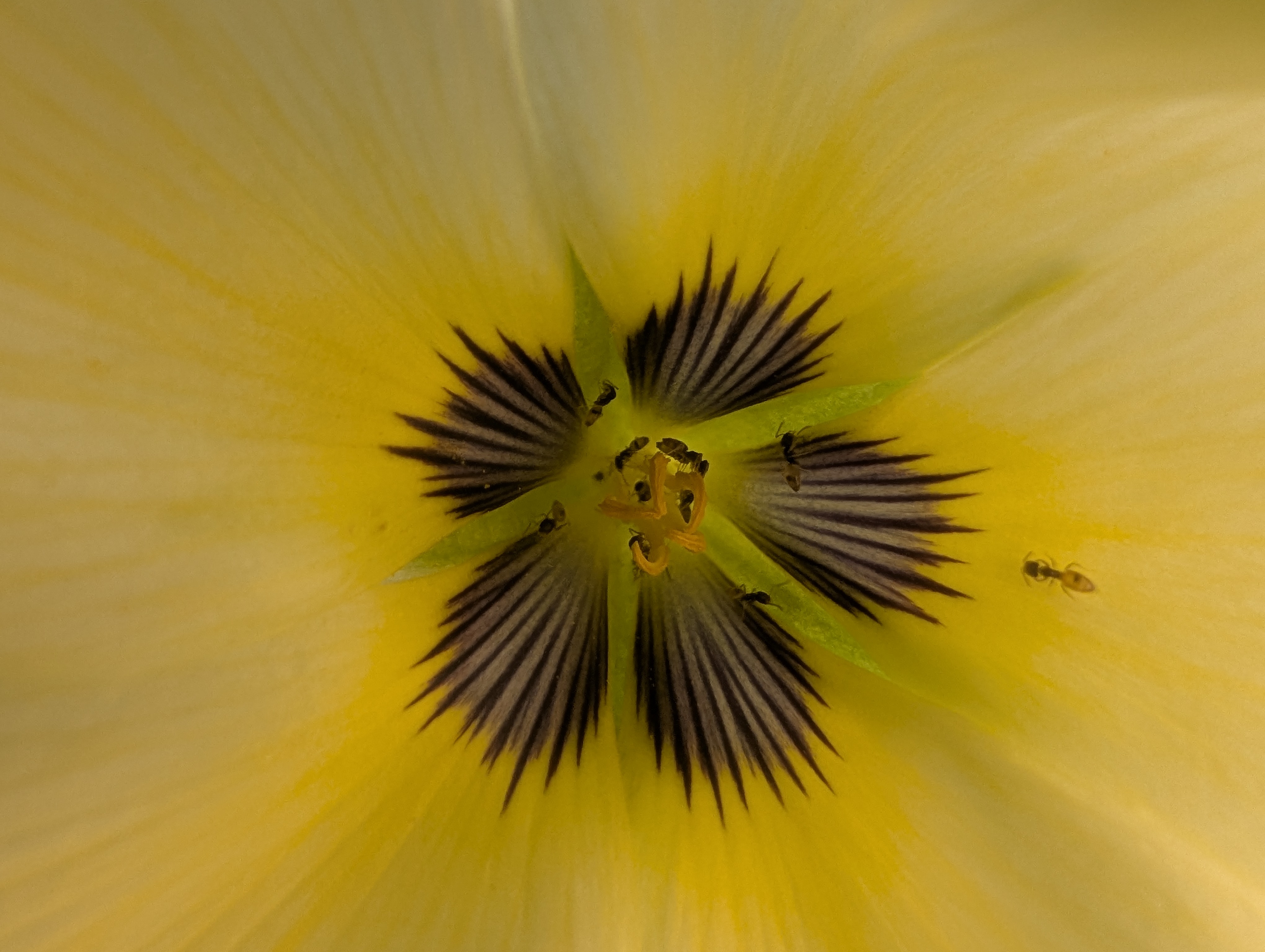Petal Pathways #19