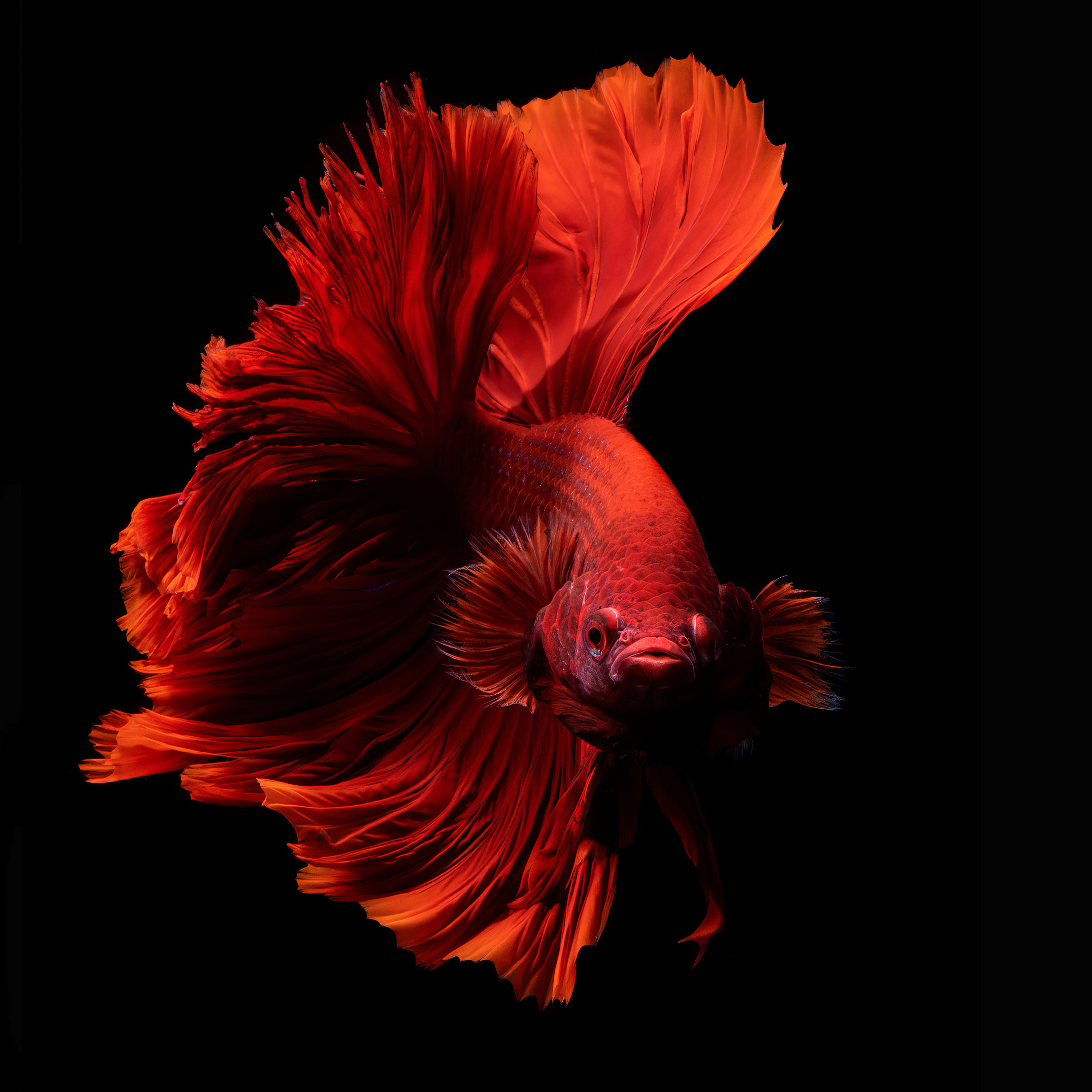 Super Red Rosetail Halfmoon Betta