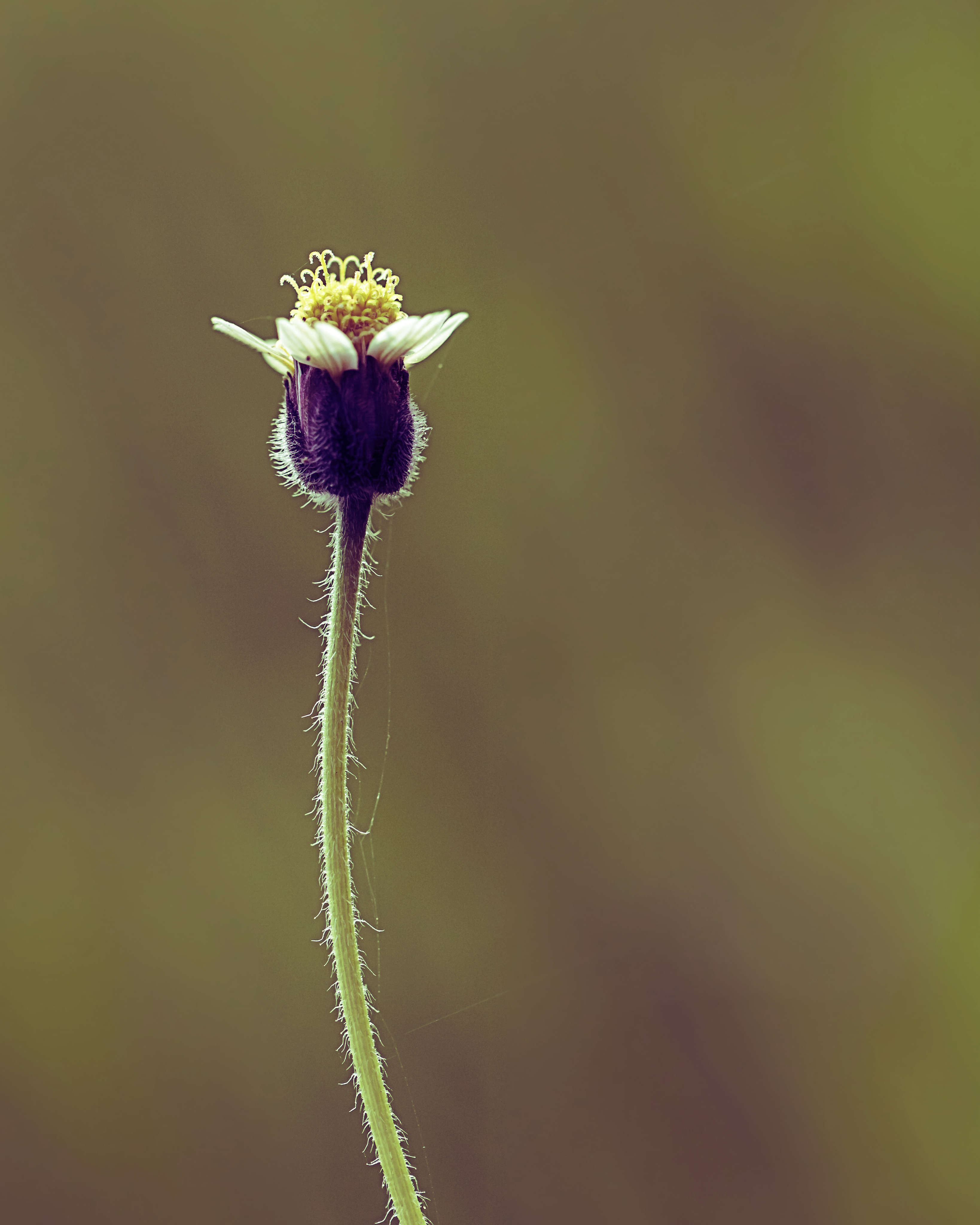 Flora 18