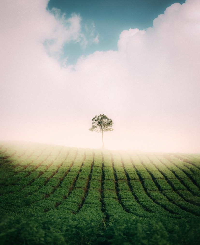 Morning Mist #17