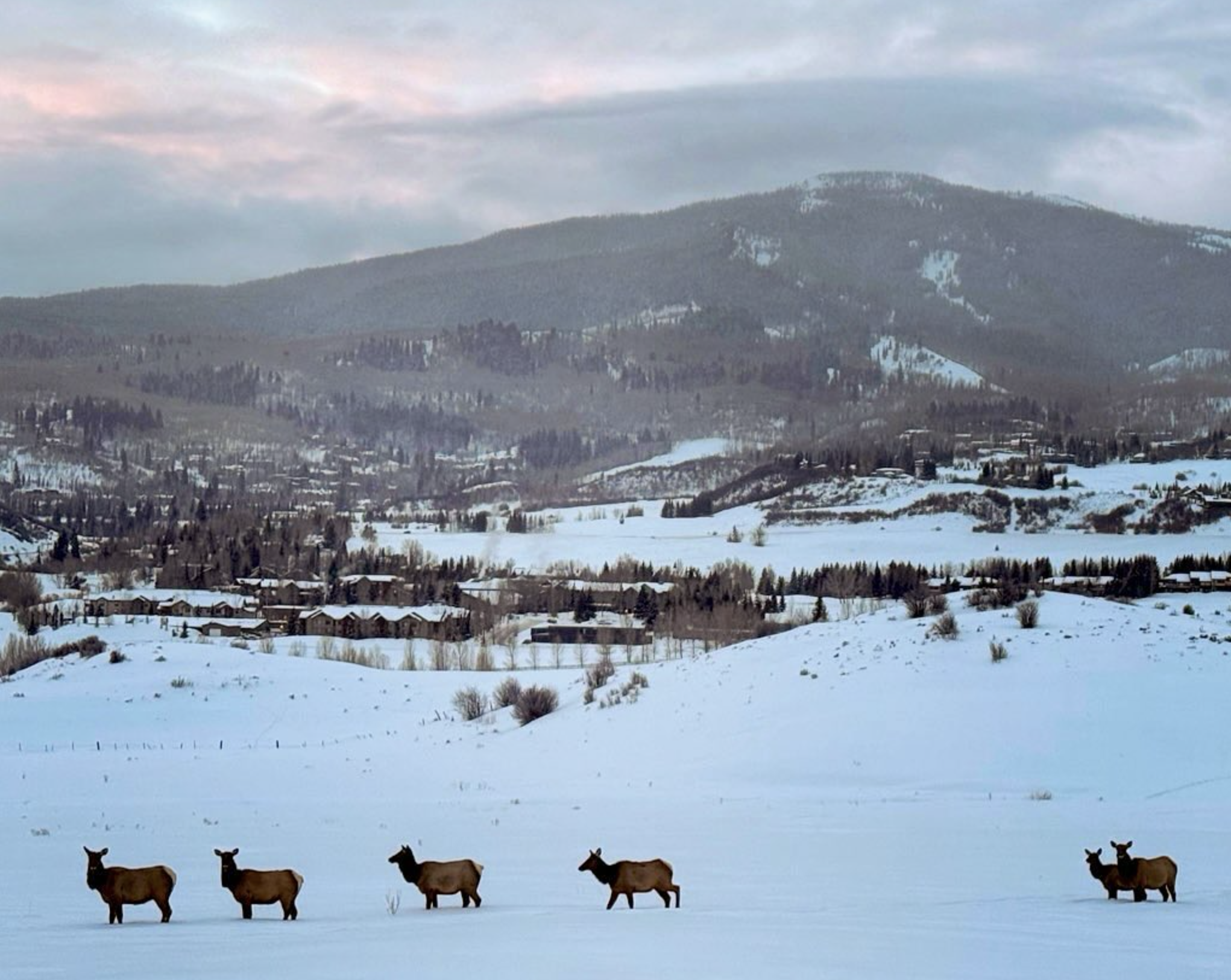 A Colorado Morning: Jan 14, 2025
