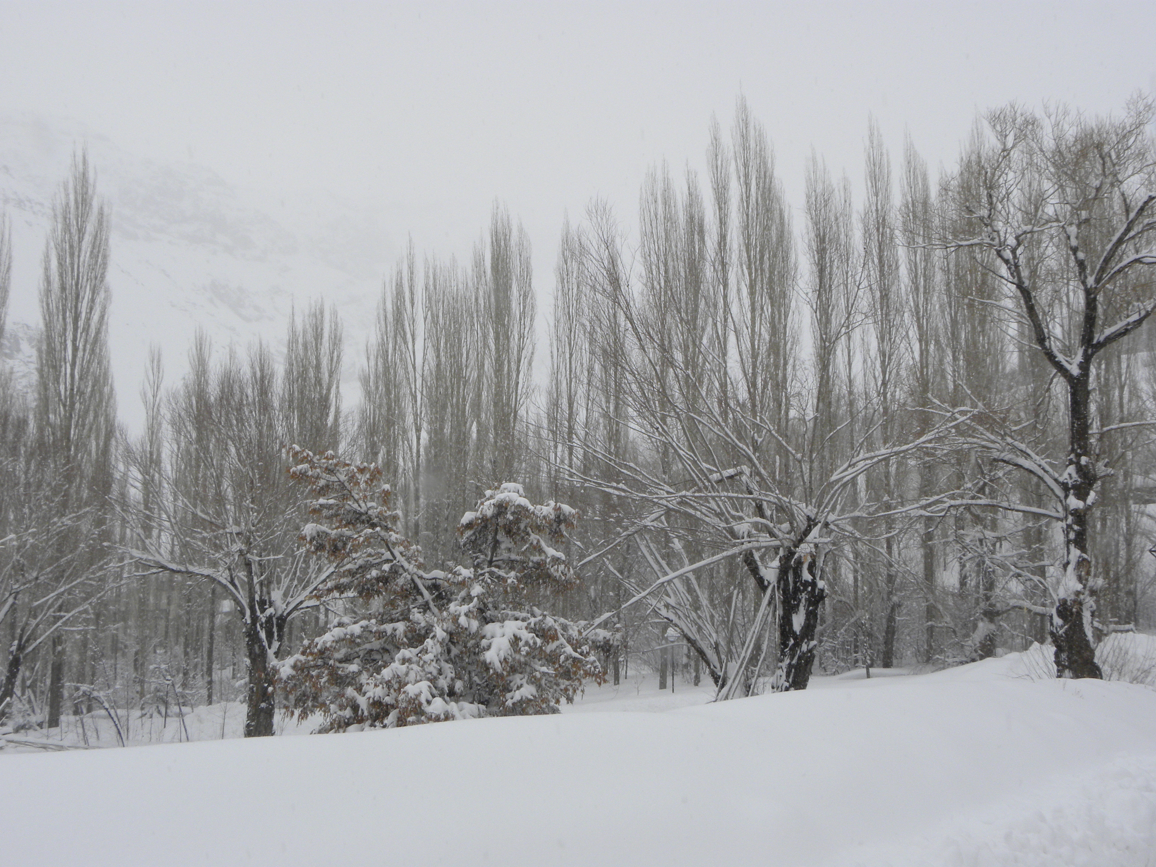 Winter Whispers #255