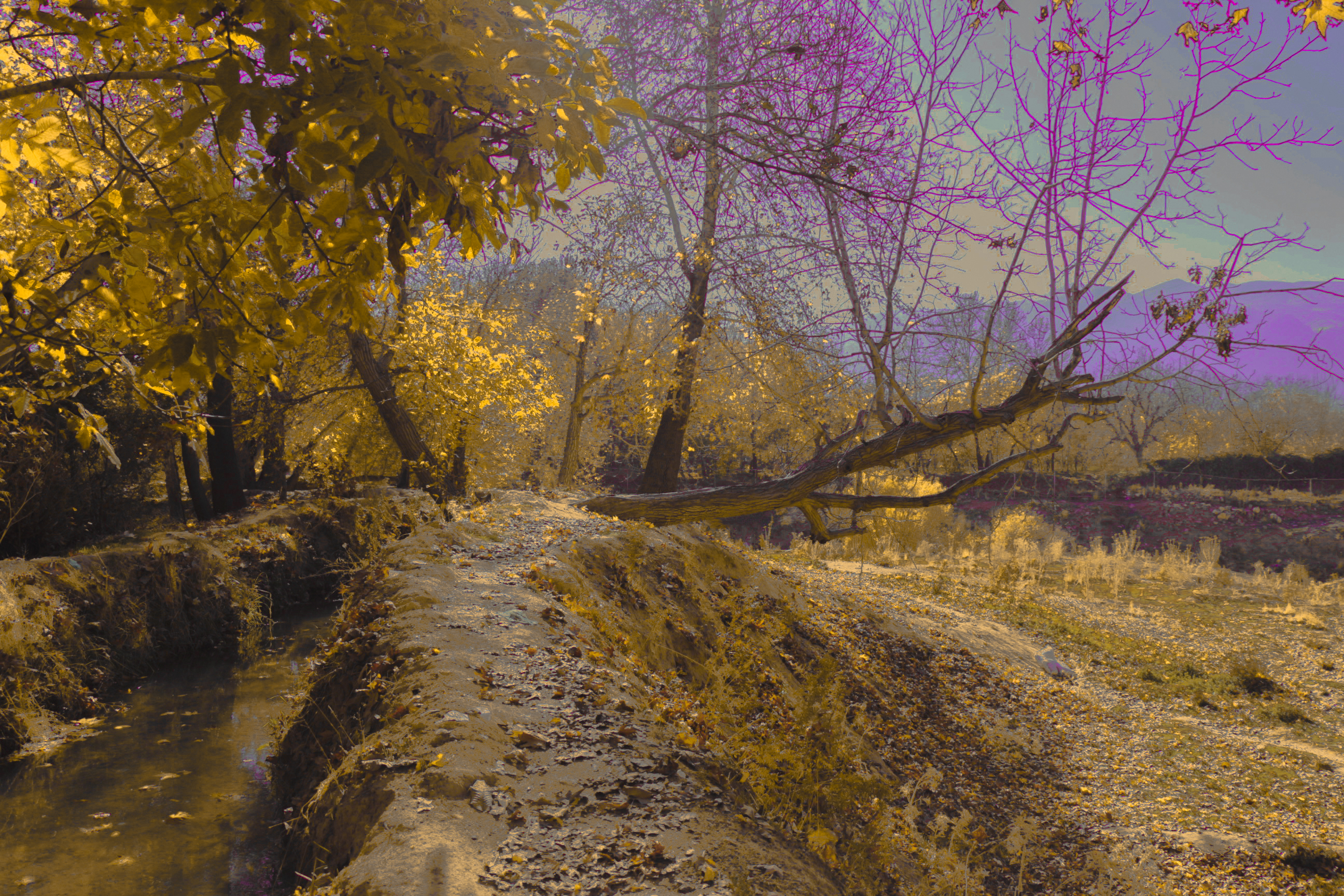Can We Add Purple To The Fall?