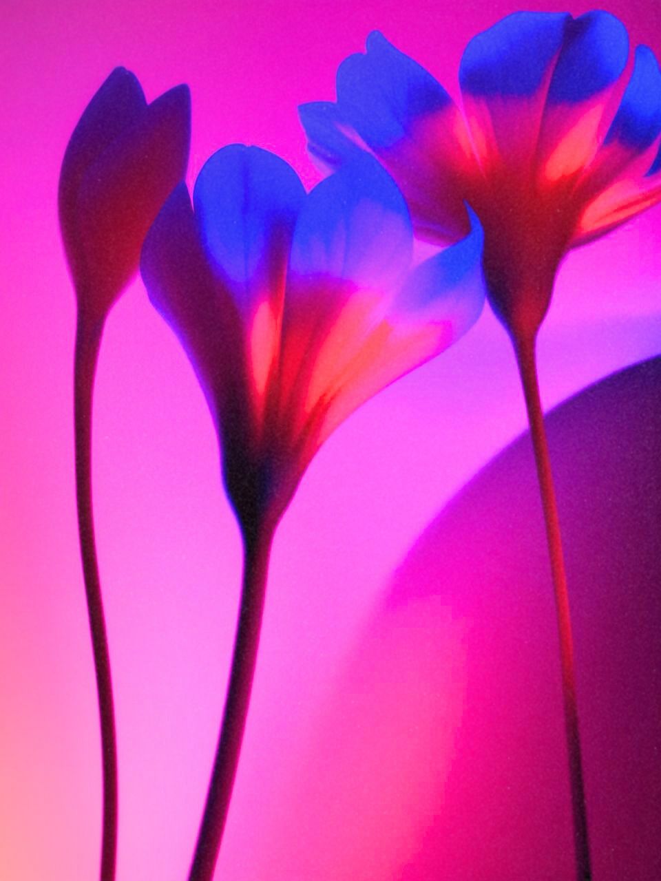 synthetic blooms