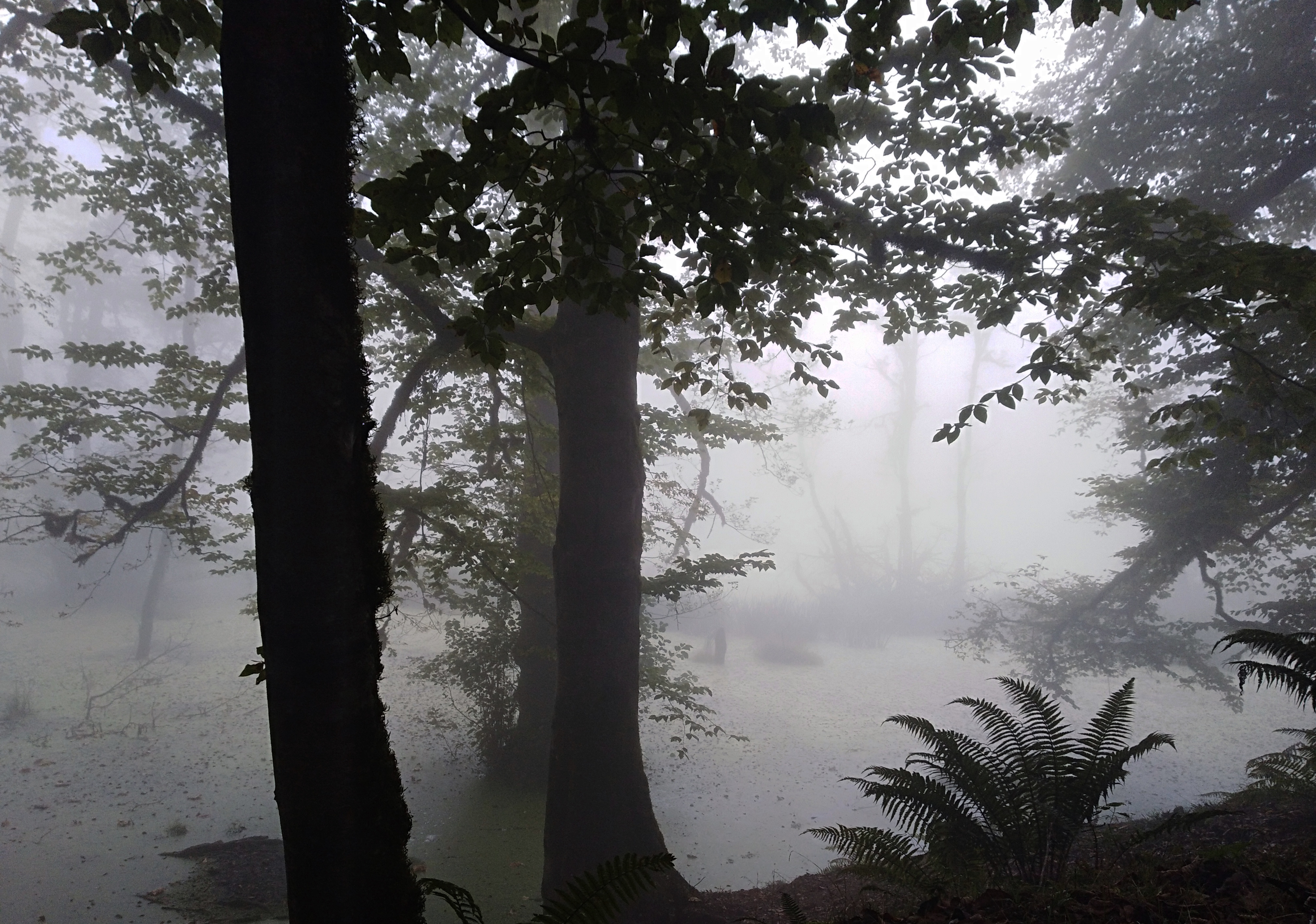 Embrace of the Mist #23