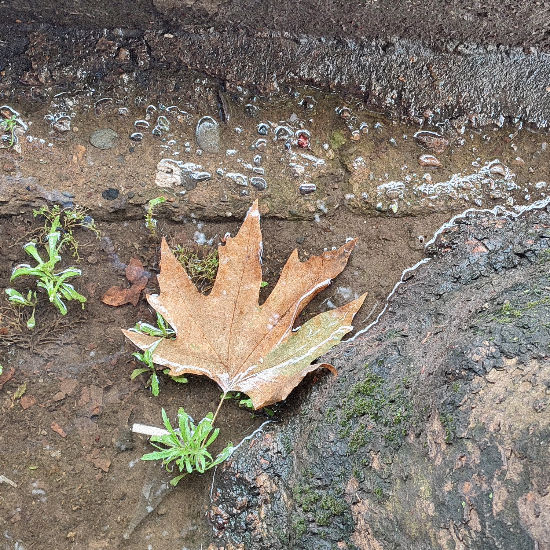 The falling leaves