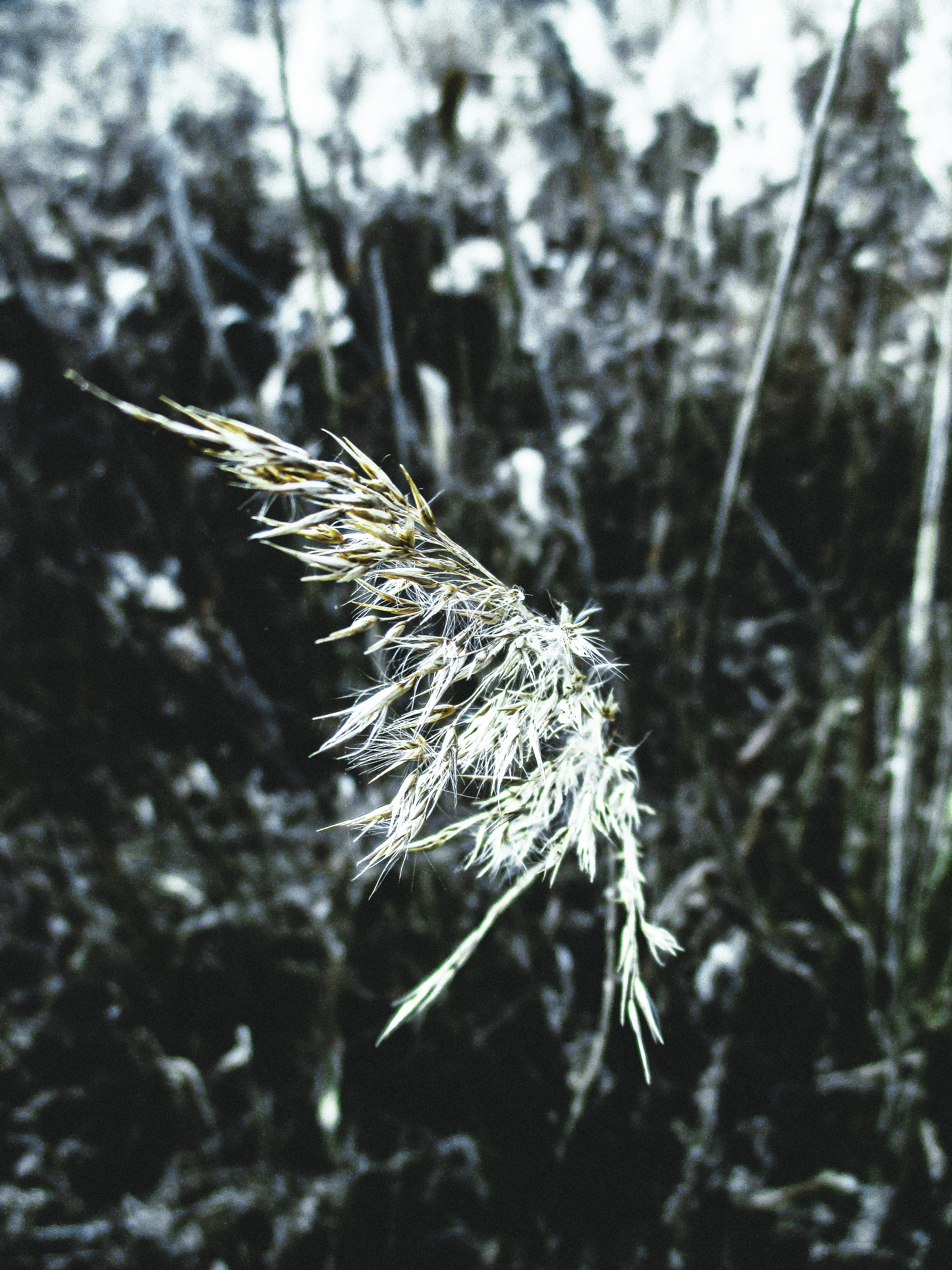 Classic Nature #027