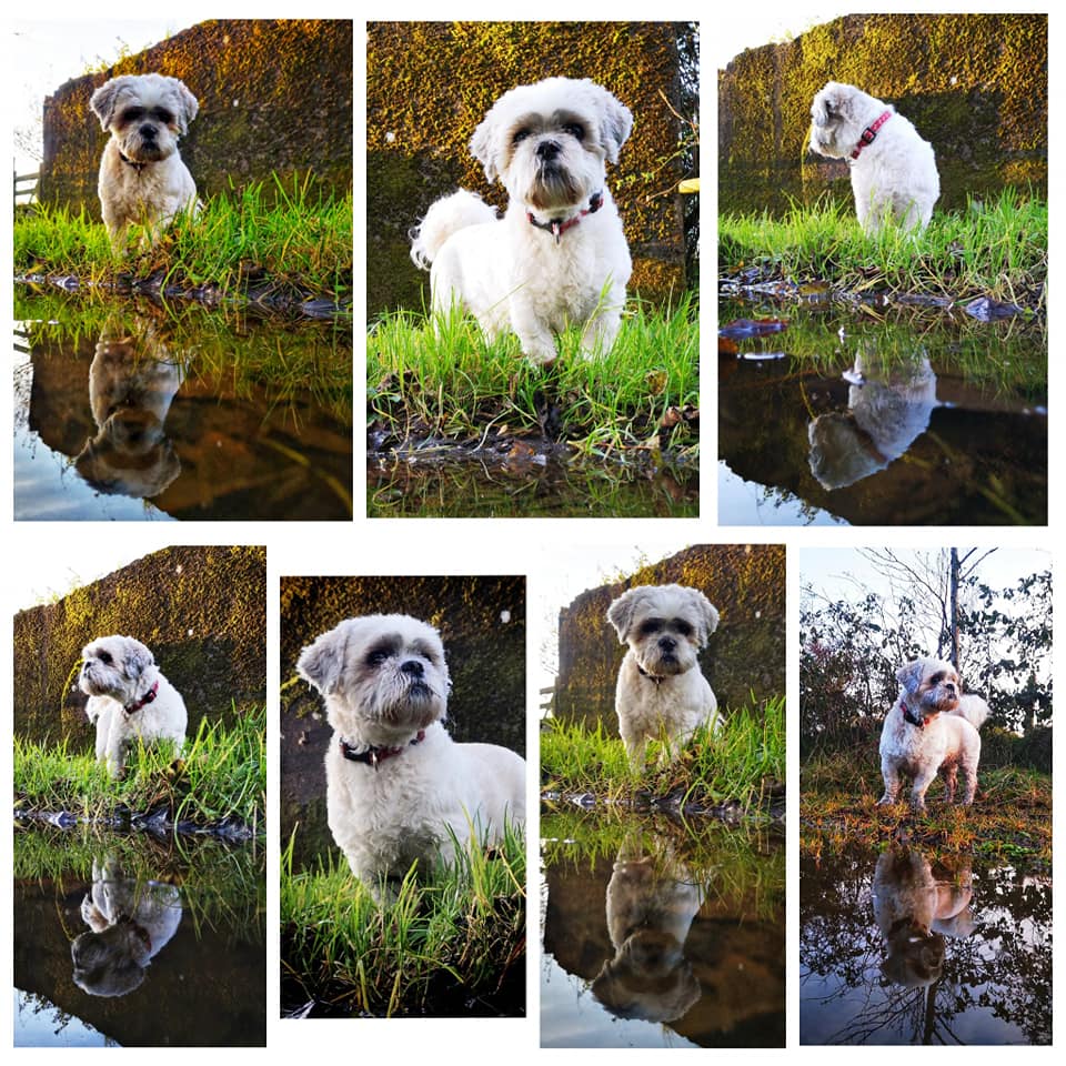 Lulu Shih Tzu #67