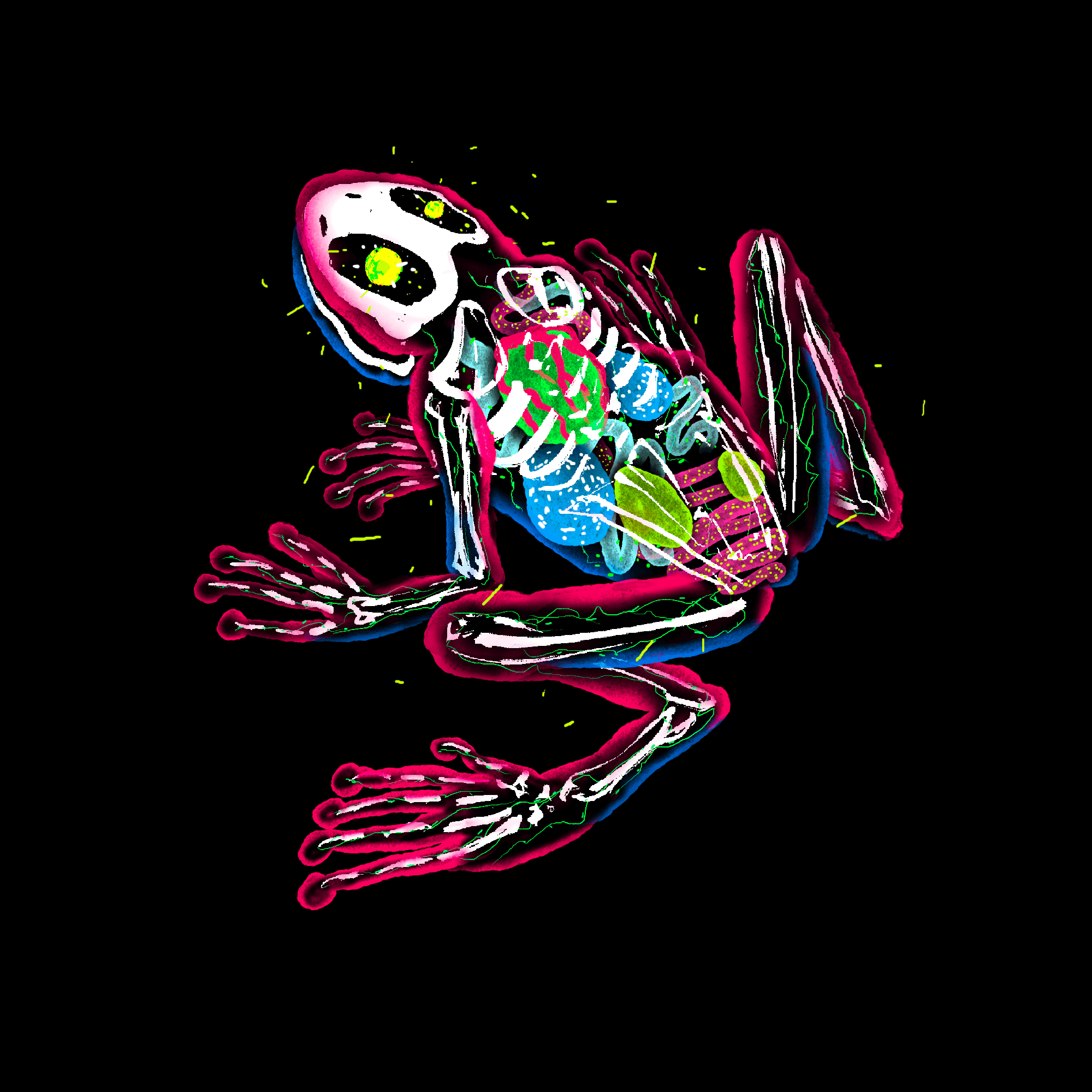 Lightilly Red Frog